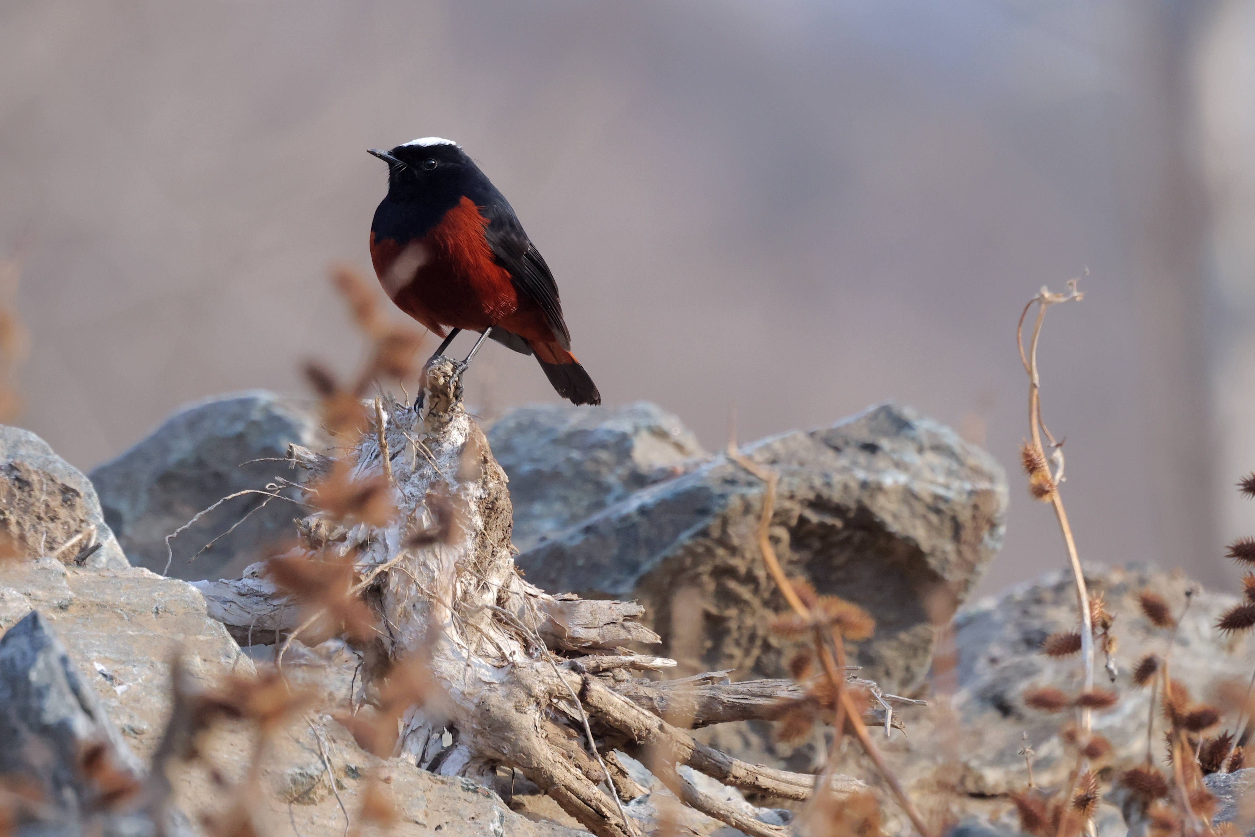 ߽͸߻ԵĽ RF 100-500 mm F4.5-7.1 L IS USM 