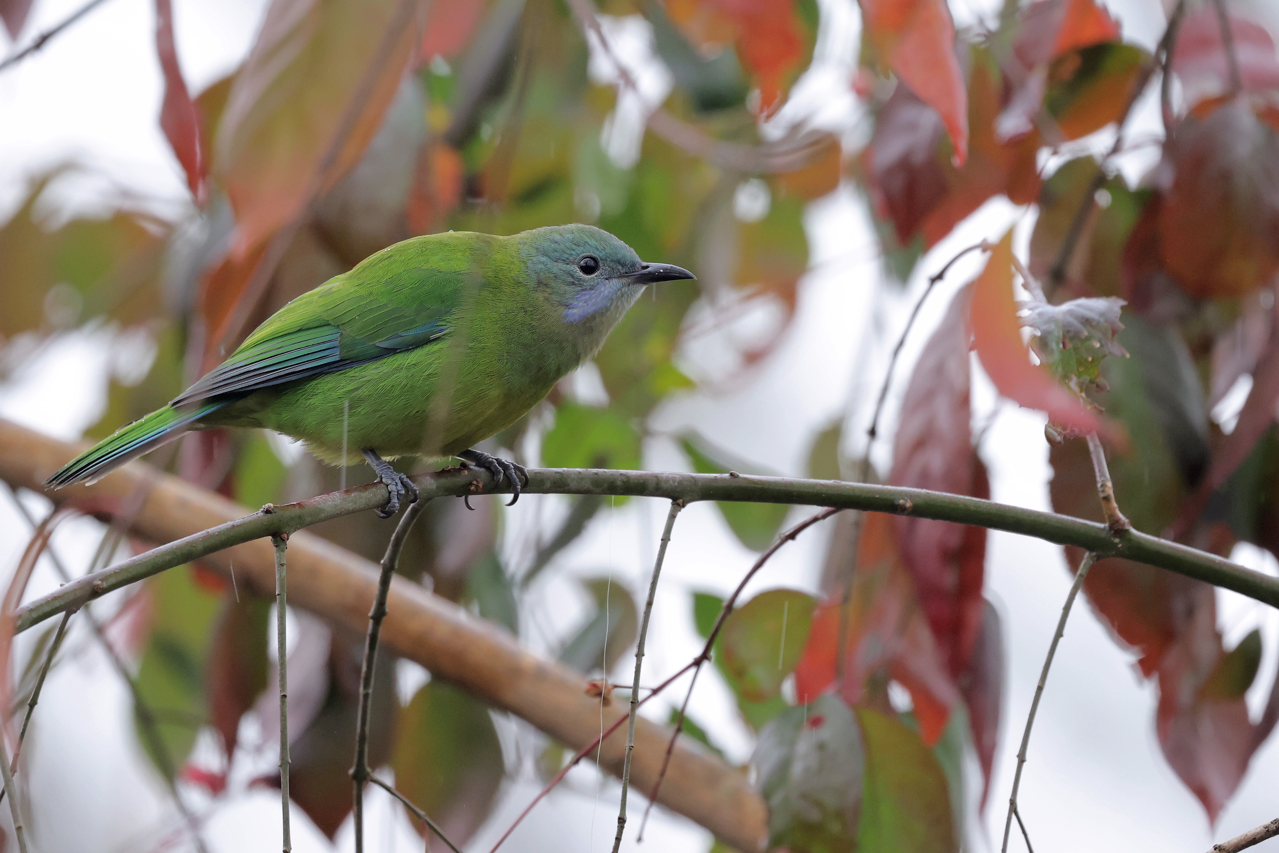 ߽͸߻ԵĽ RF 100-500 mm F4.5-7.1 L IS USM 