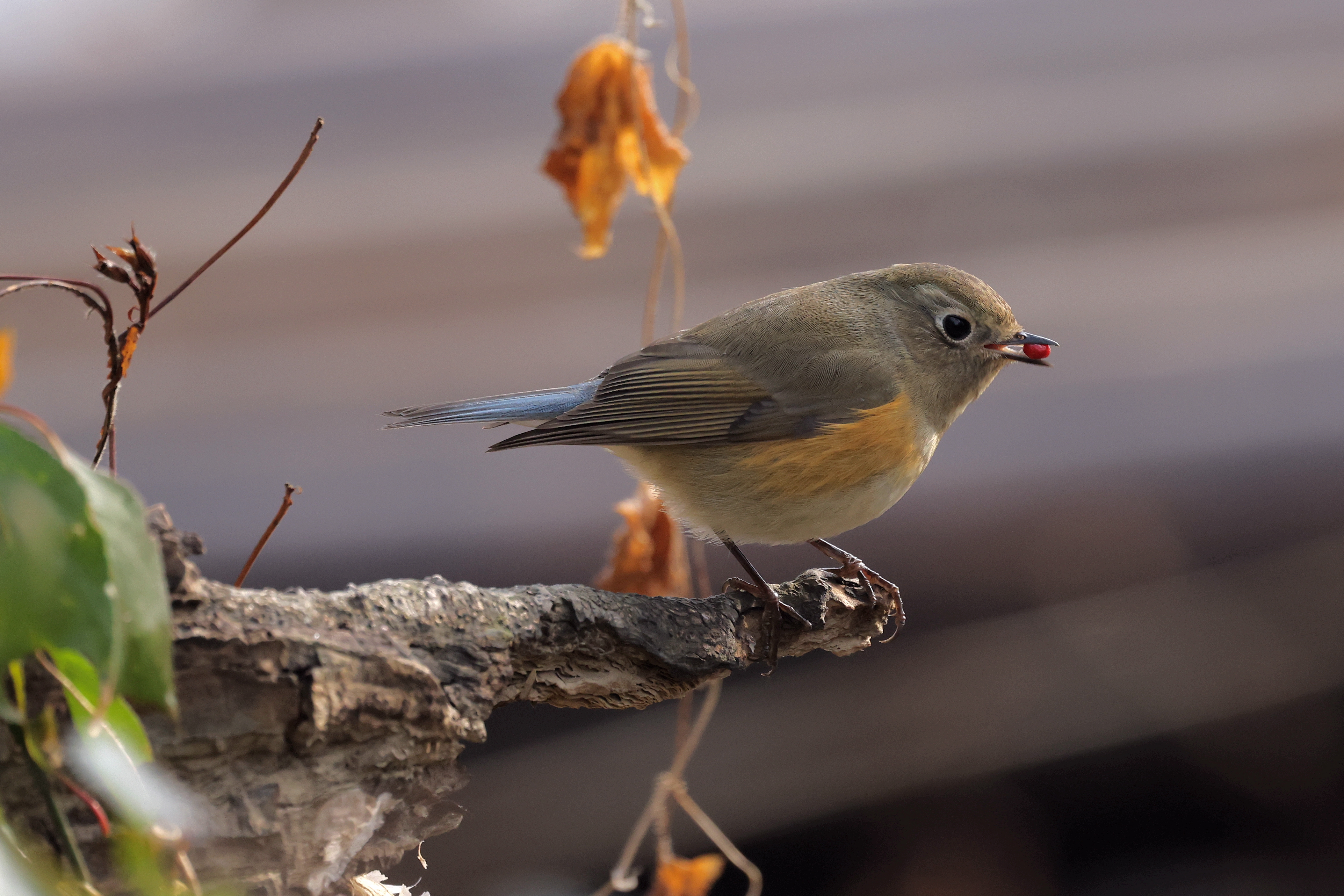 ߽͸߻ԵĽ RF 100-500 mm F4.5-7.1 L IS USM 