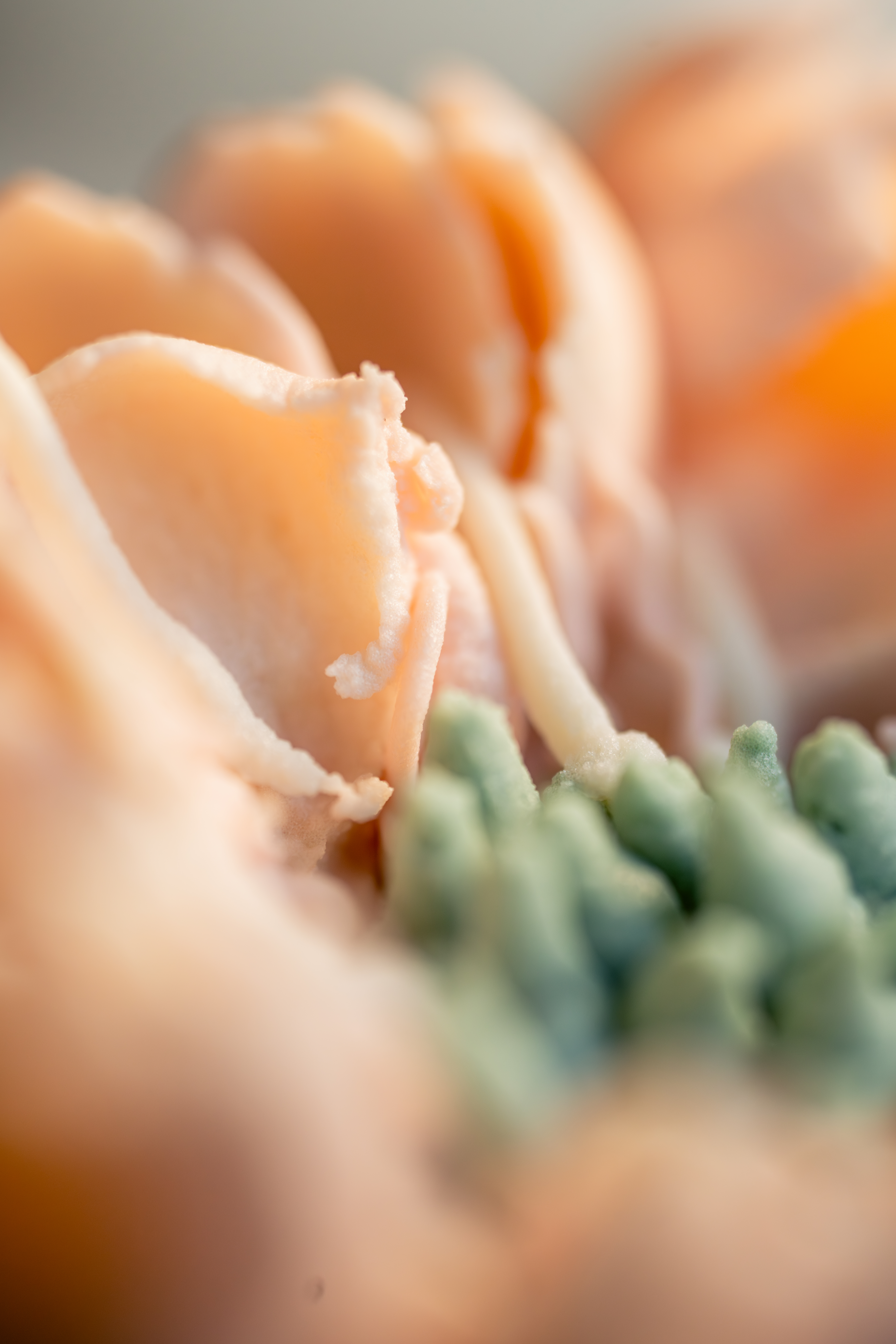 ����FE 100mm F2.8 Macro GM OSS ��ԭ��ʳԭ������ò