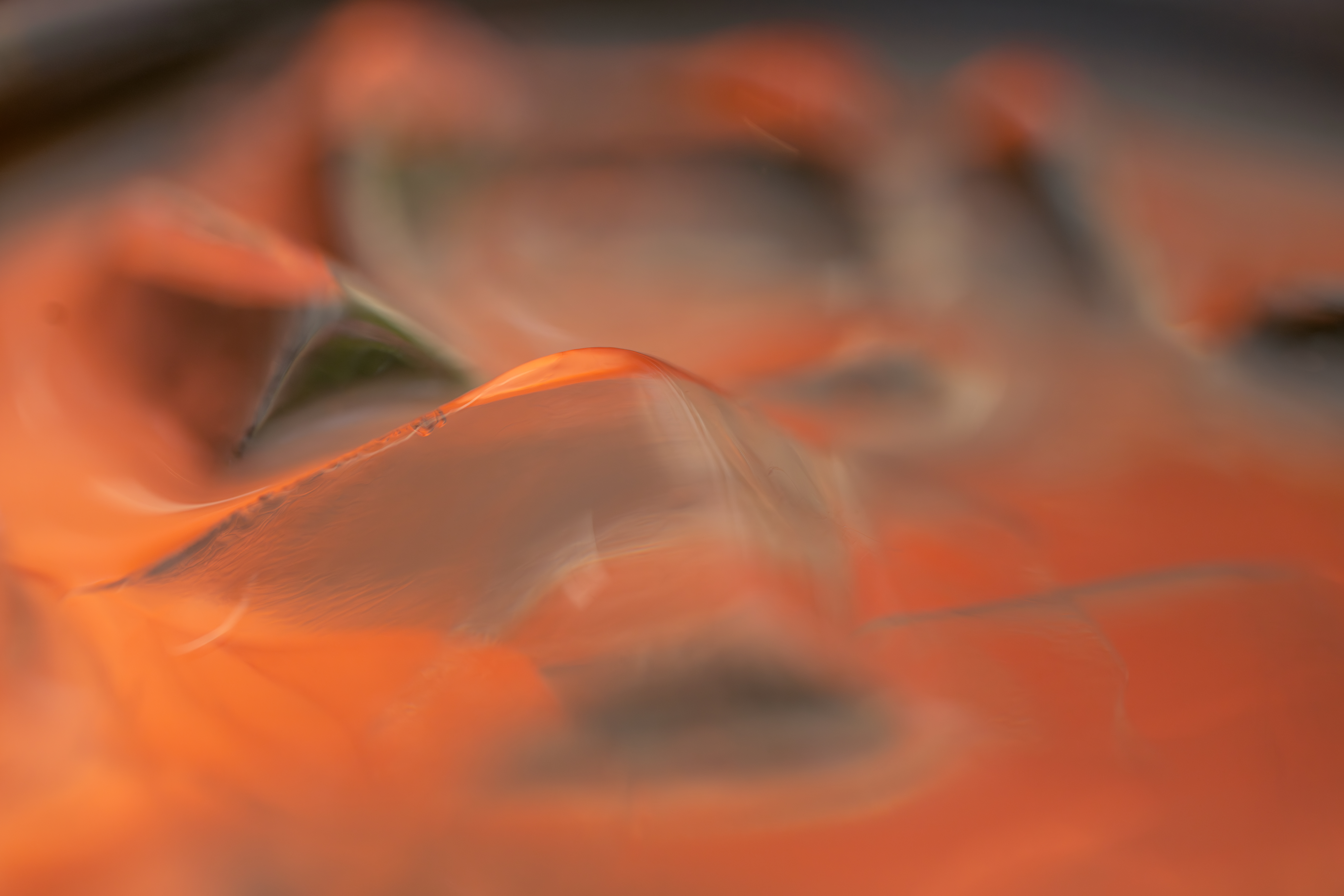 ����FE 100mm F2.8 Macro GM OSS ��ԭ��ʳԭ������ò