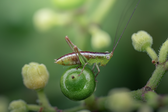 ��֮��OM1 Markll+��֮��90΢�ľ�ϲ����