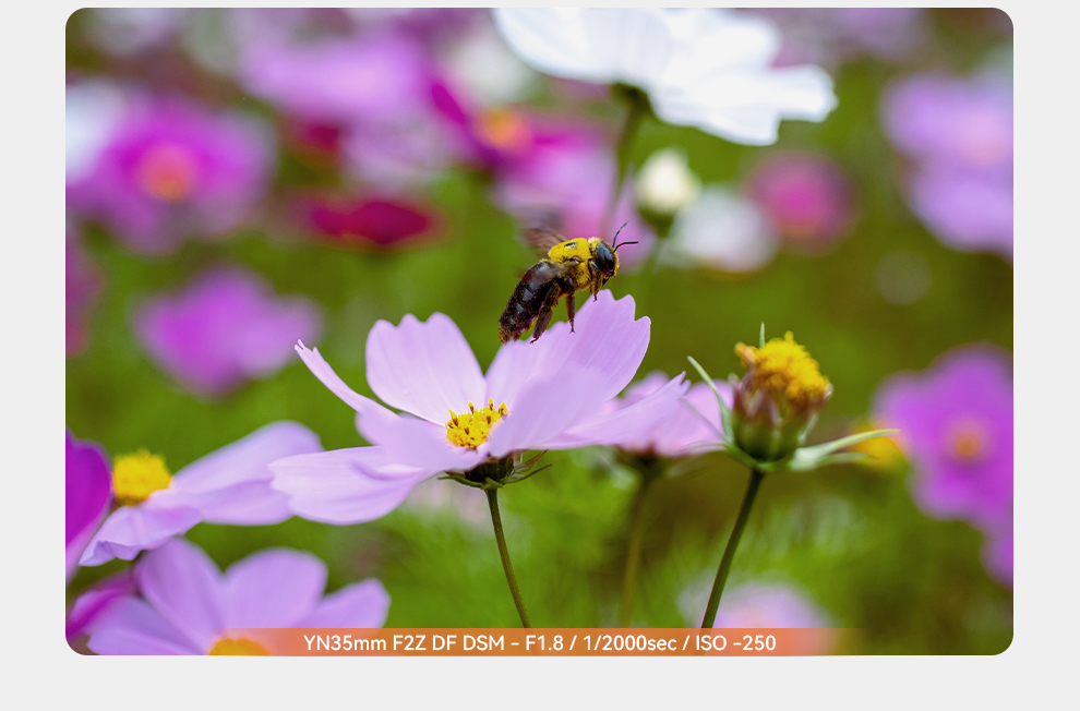 Ʒ | ŵZھͷYN35mm F2Z DF DSMۼ1688Ԫ