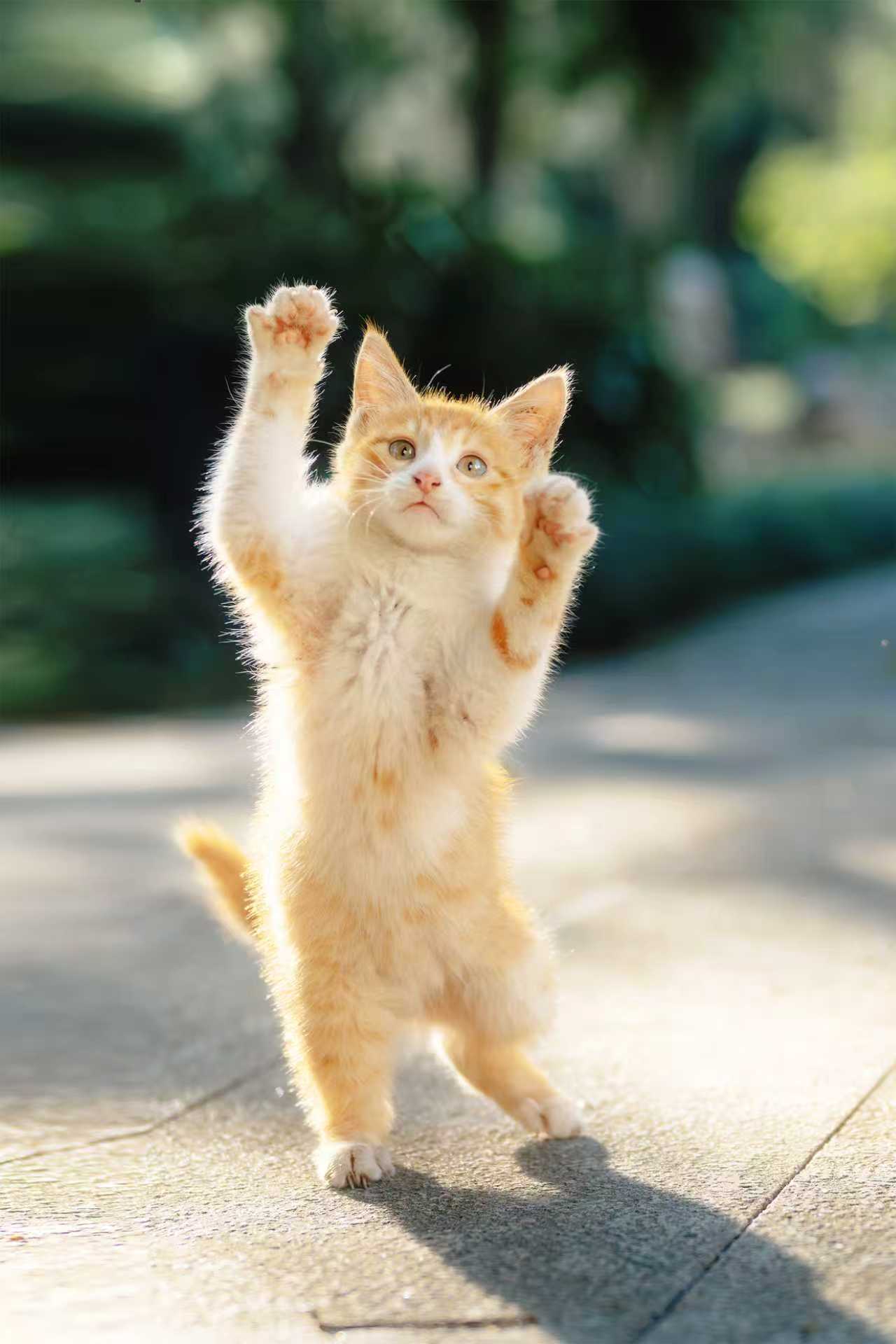 ɹ�����Ӱ���� �῵2025Ӱ�������Я�ذ�������Ļ