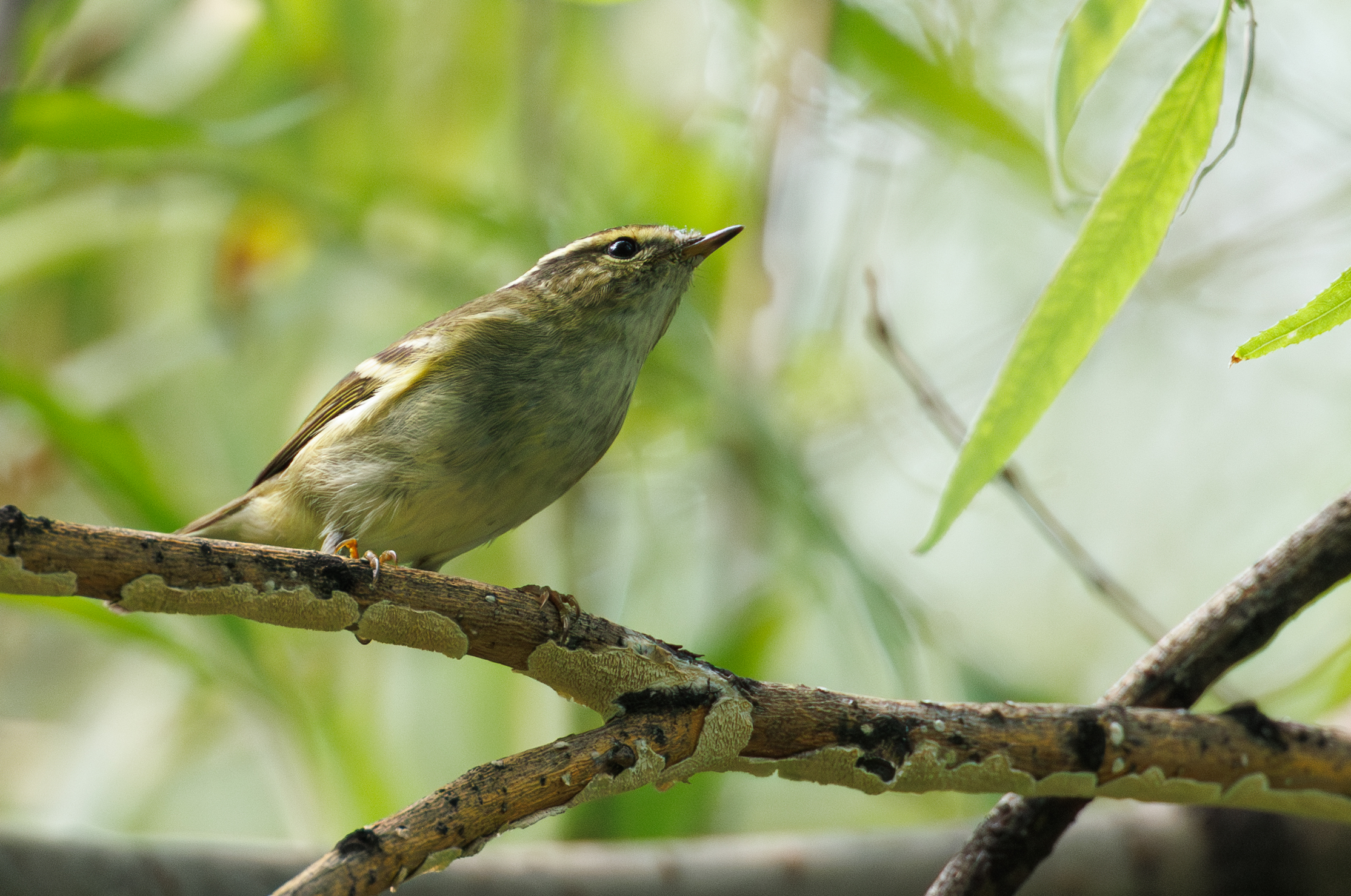 ೡӦĴȦԶ佹ͷRF100-300mm F2.8 L IS USM