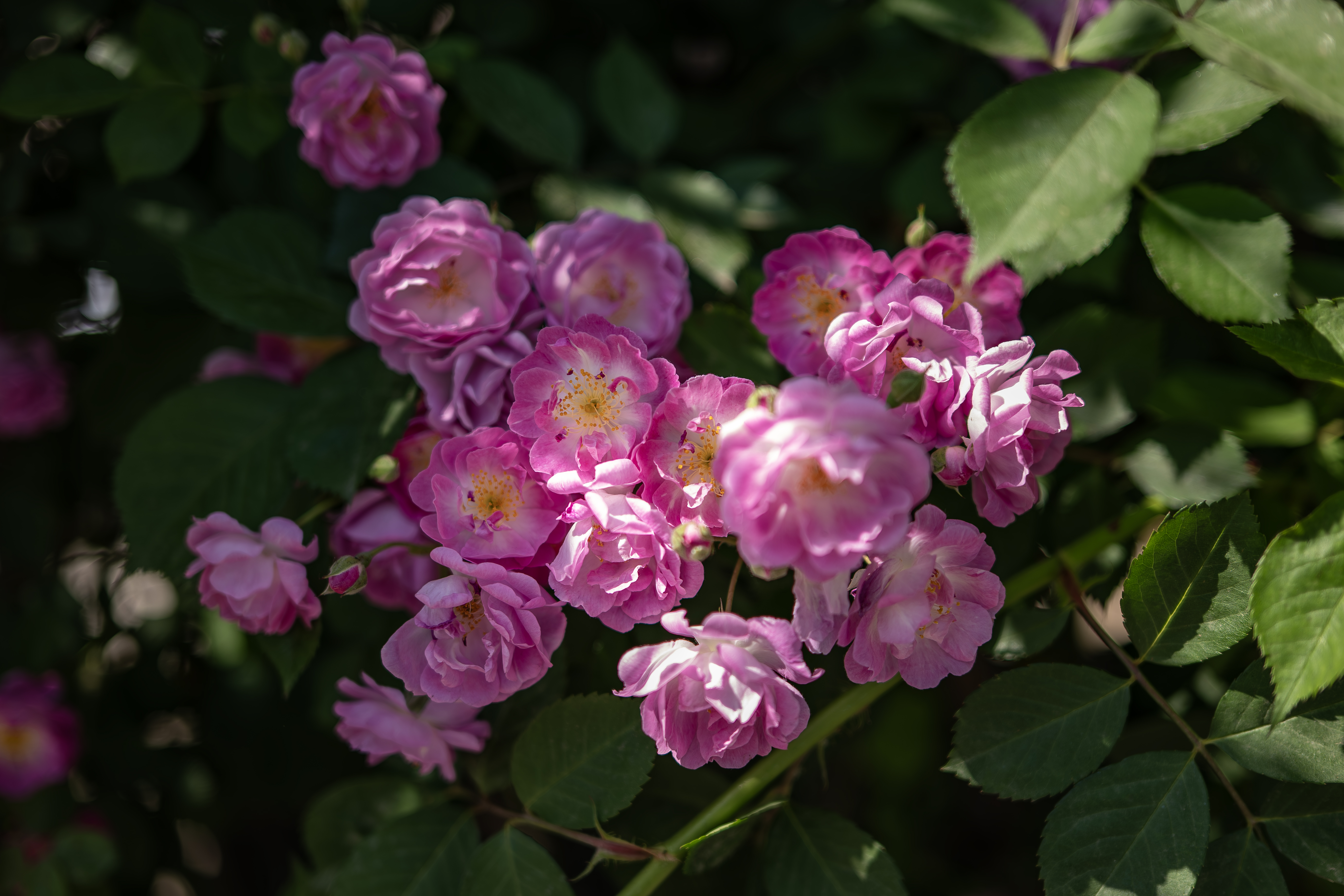 ������еı��ɾ�ͷ ����LUMIX S 40mm f/2��������