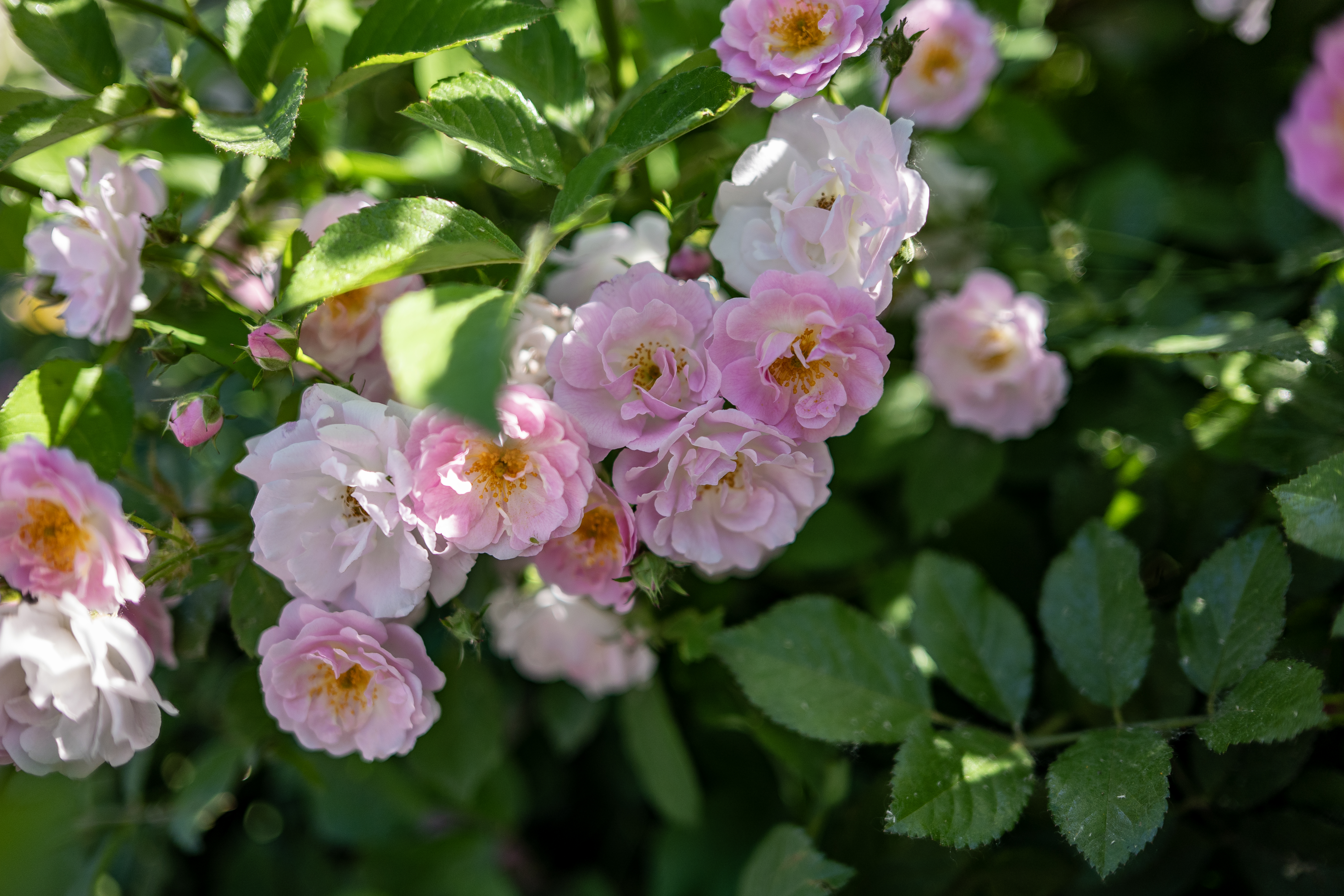 ������еı��ɾ�ͷ ����LUMIX S 40mm f/2��������