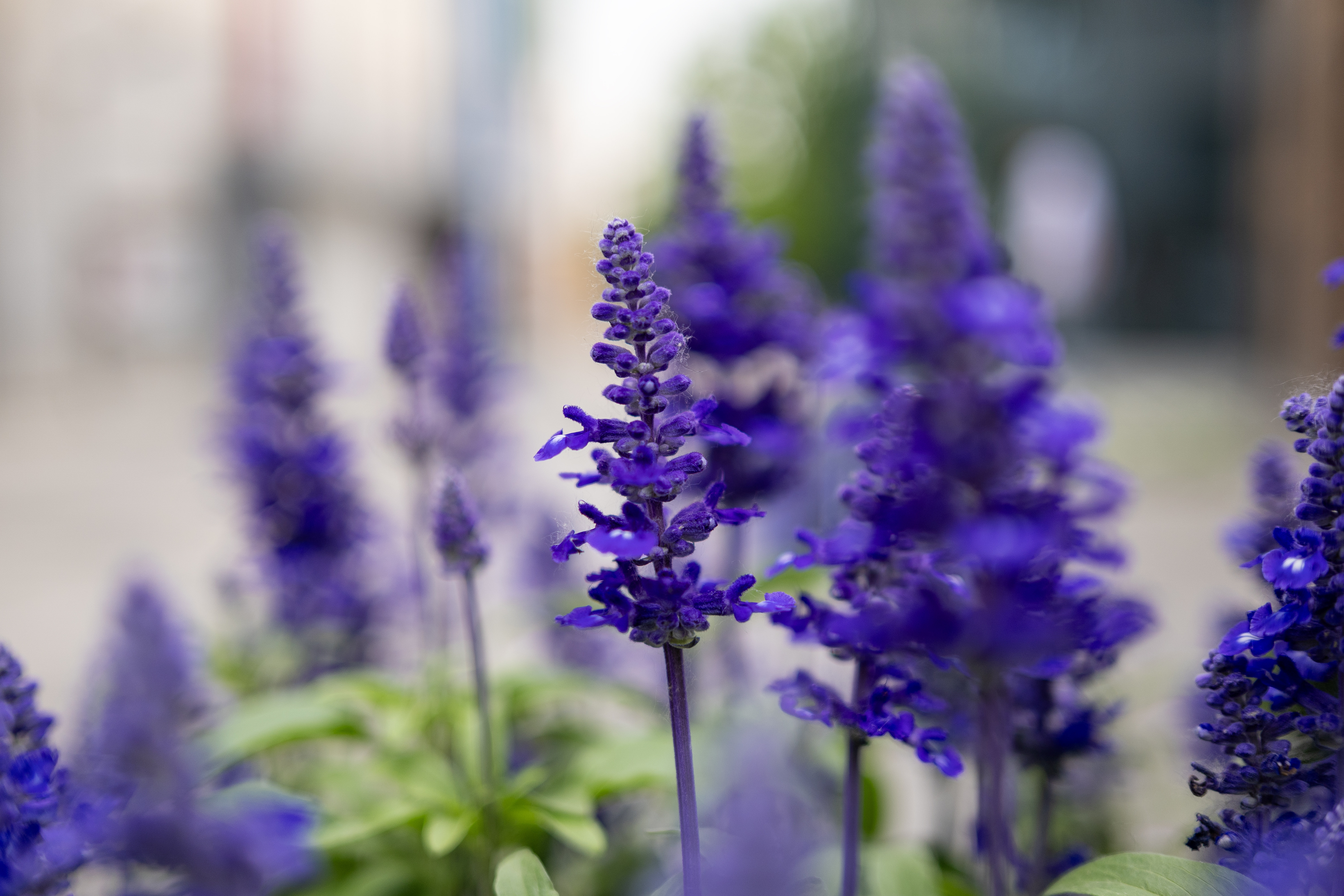 ������еı��ɾ�ͷ ����LUMIX S 40mm f/2��������