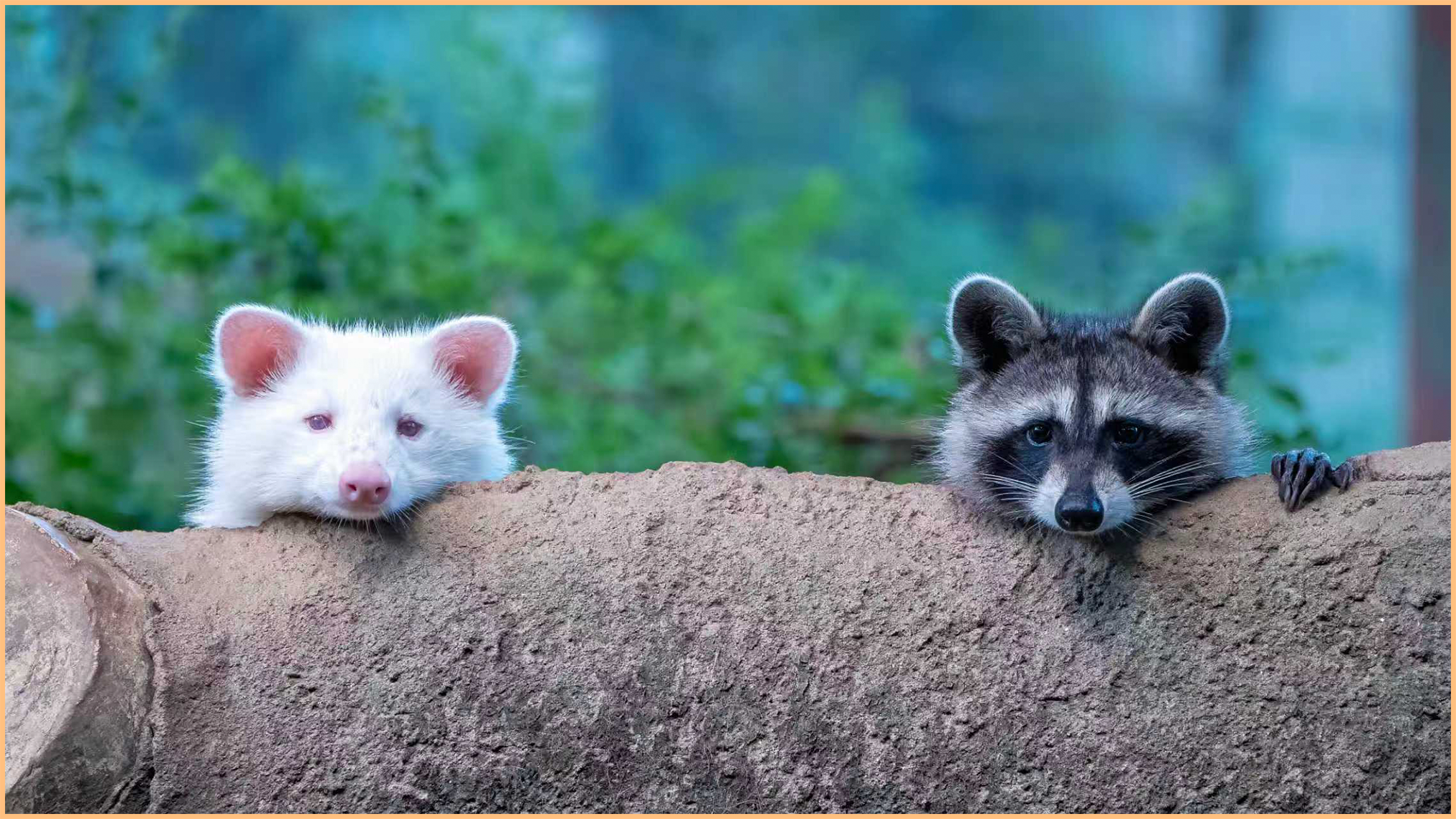 LUMIXӰ���������佱