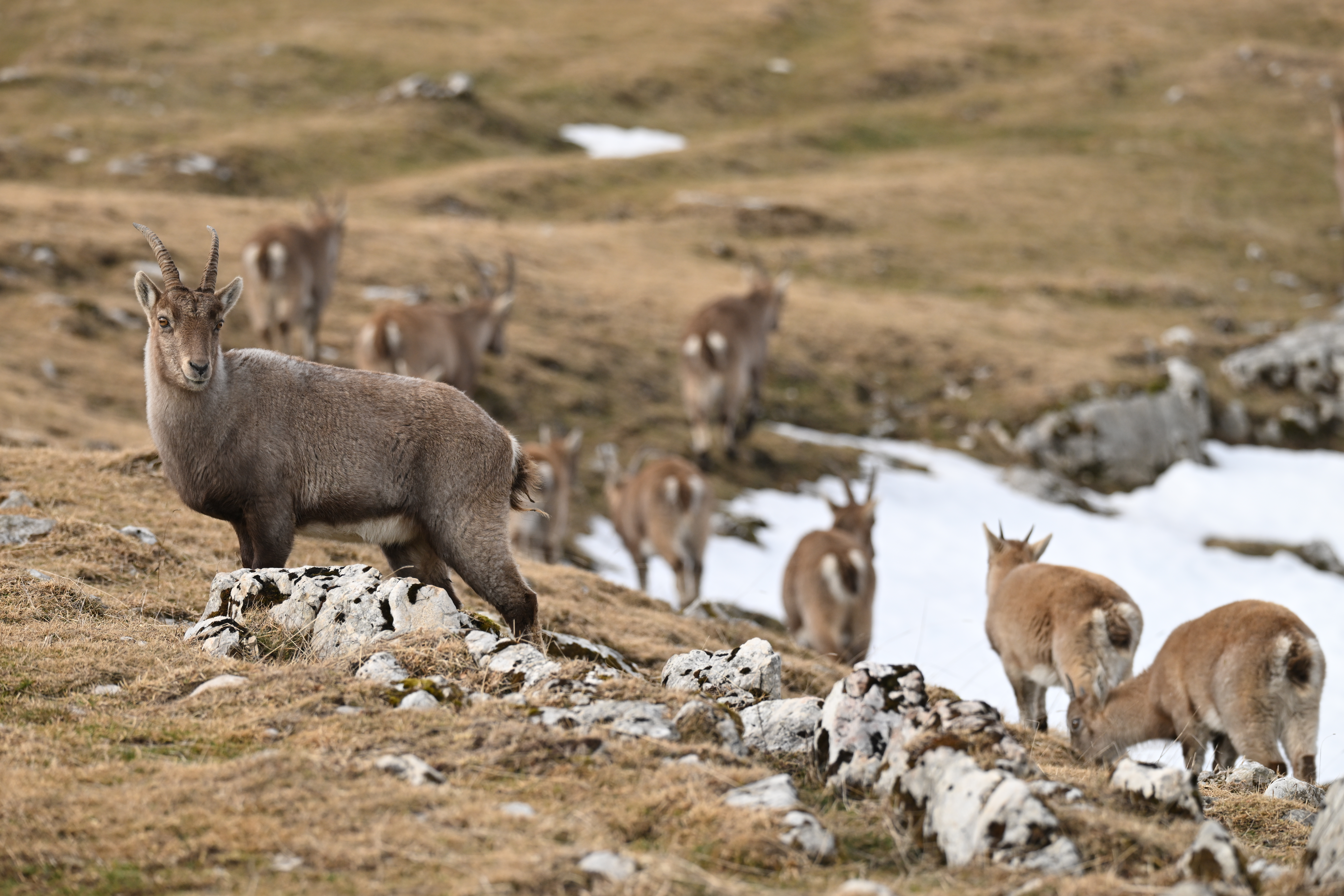 �����׳����ģ��῵����Ķ�����;��ÿһ֡���Ǳ�ֽ