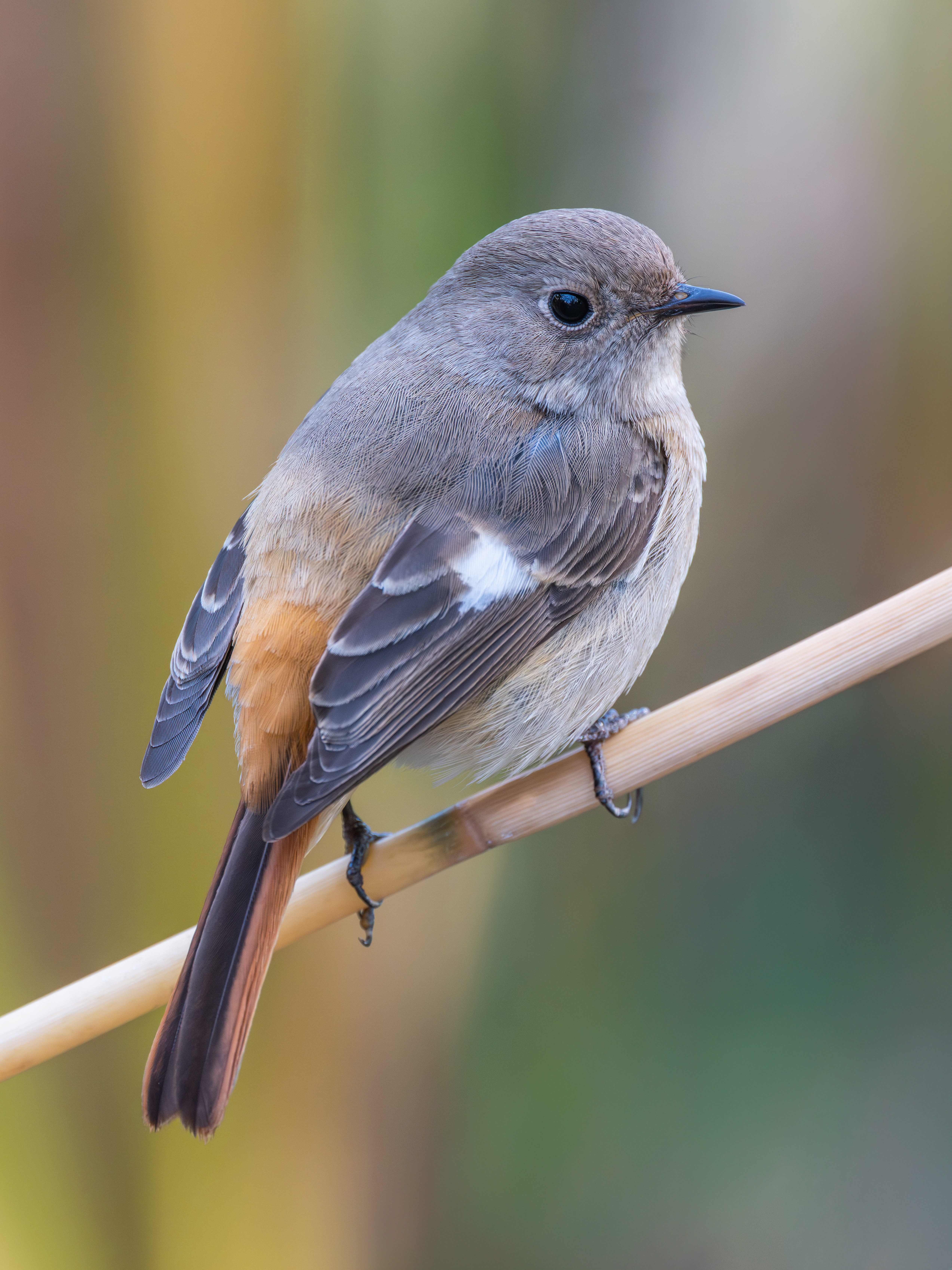 ��ʿGFX100 II �˺����֣��������֣�