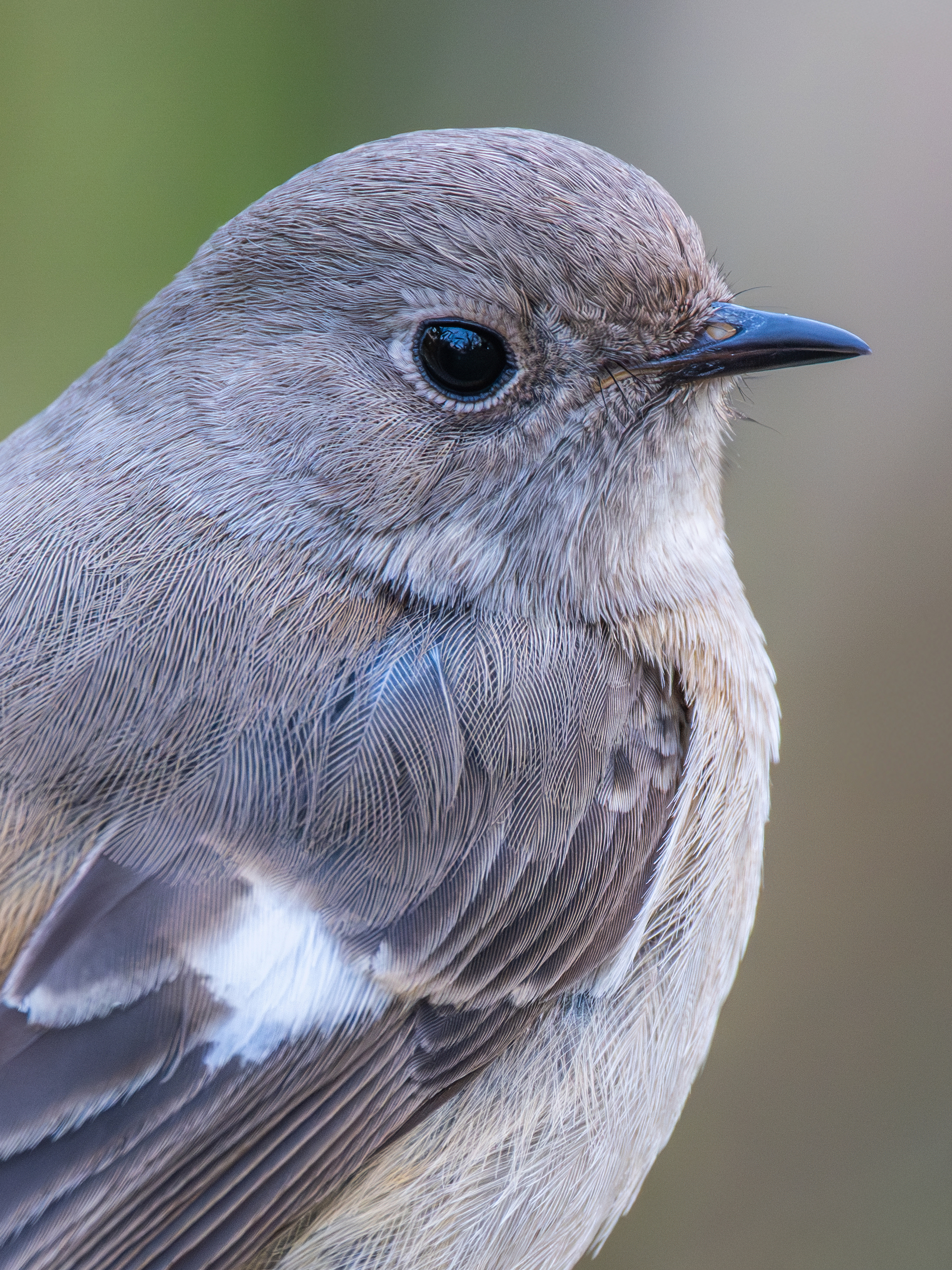 ��ʿGFX100 II �˺����֣��������֣�