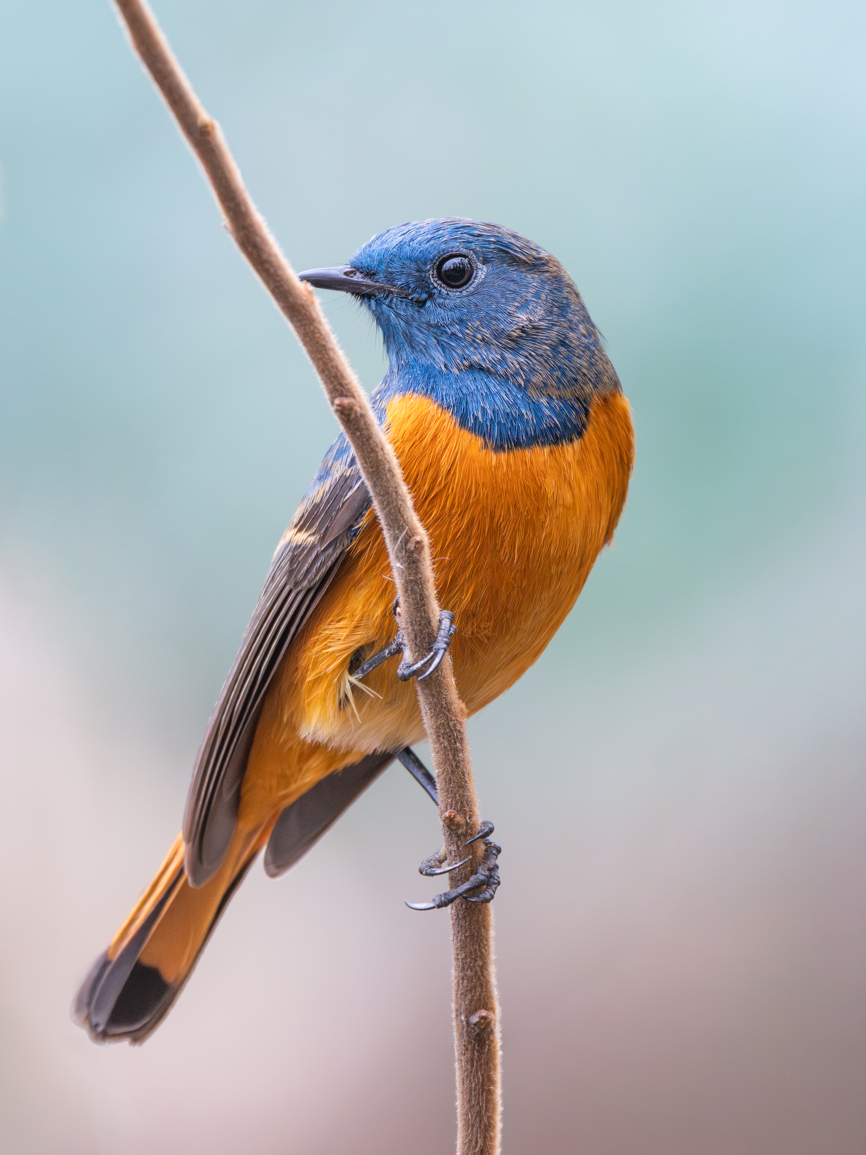 ��ʿGFX100 II �˺����֣��������֣�