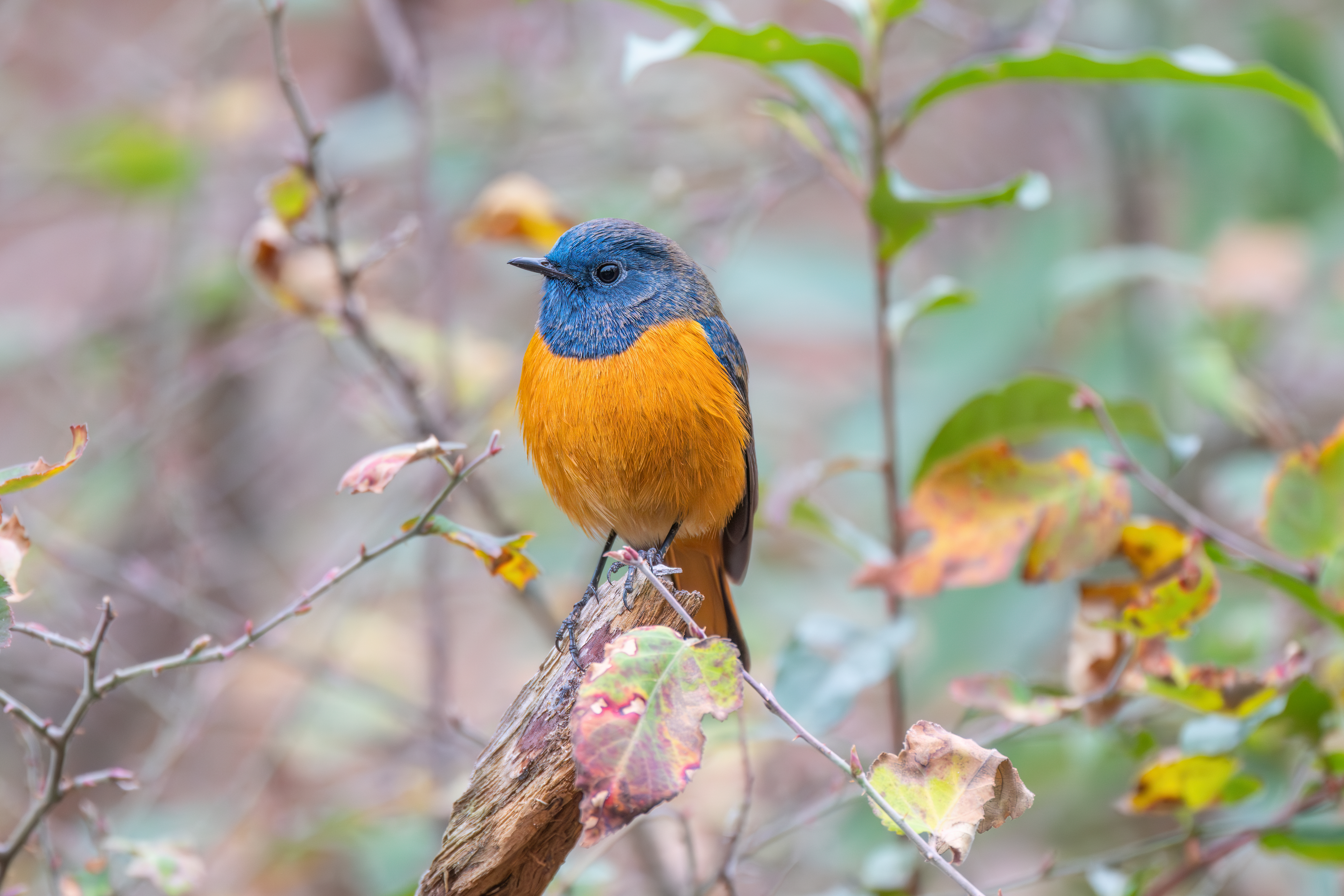 ��ʿGFX100 II �˺����֣��������֣�