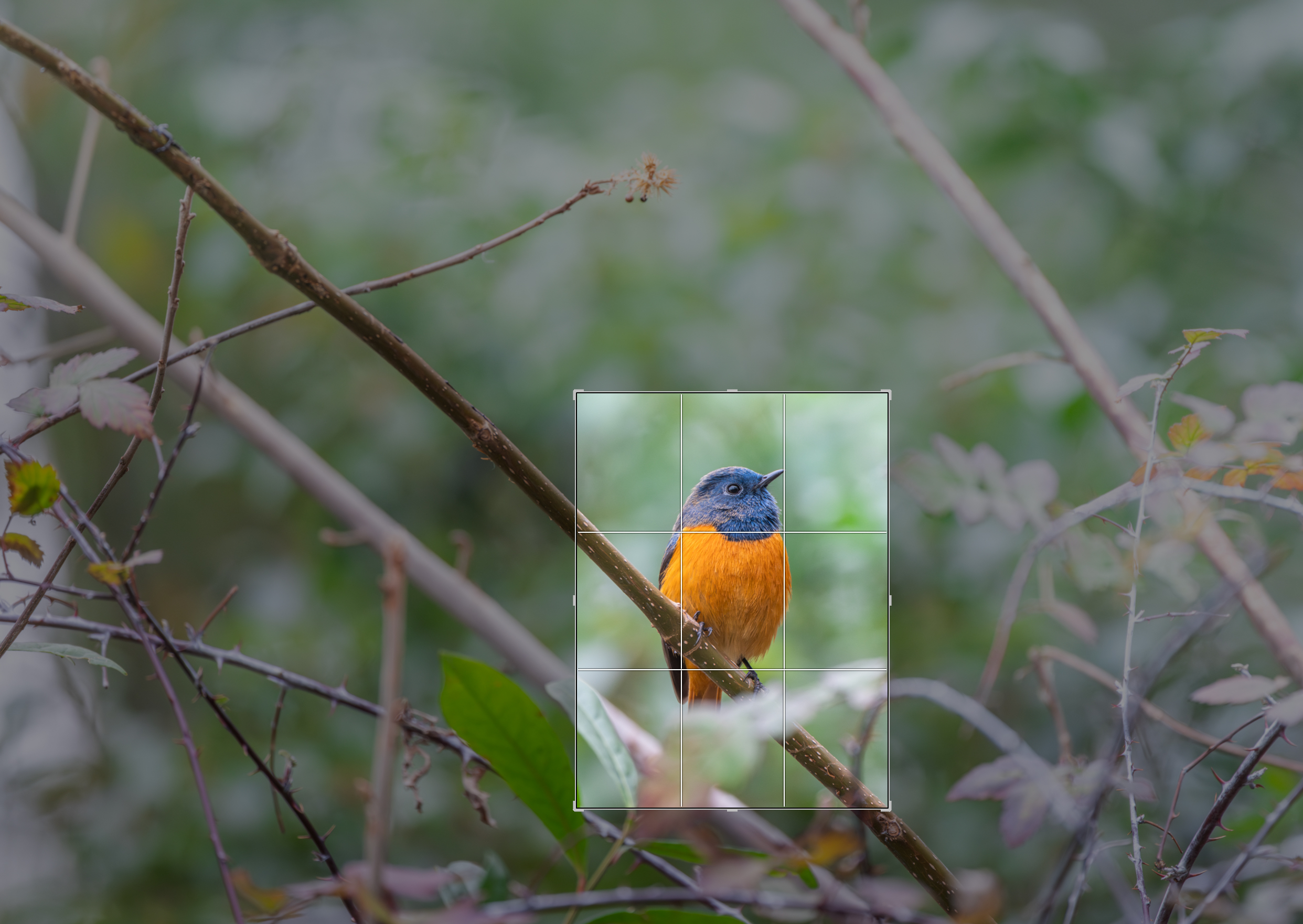 ��ʿGFX100 II �˺����֣��������֣�