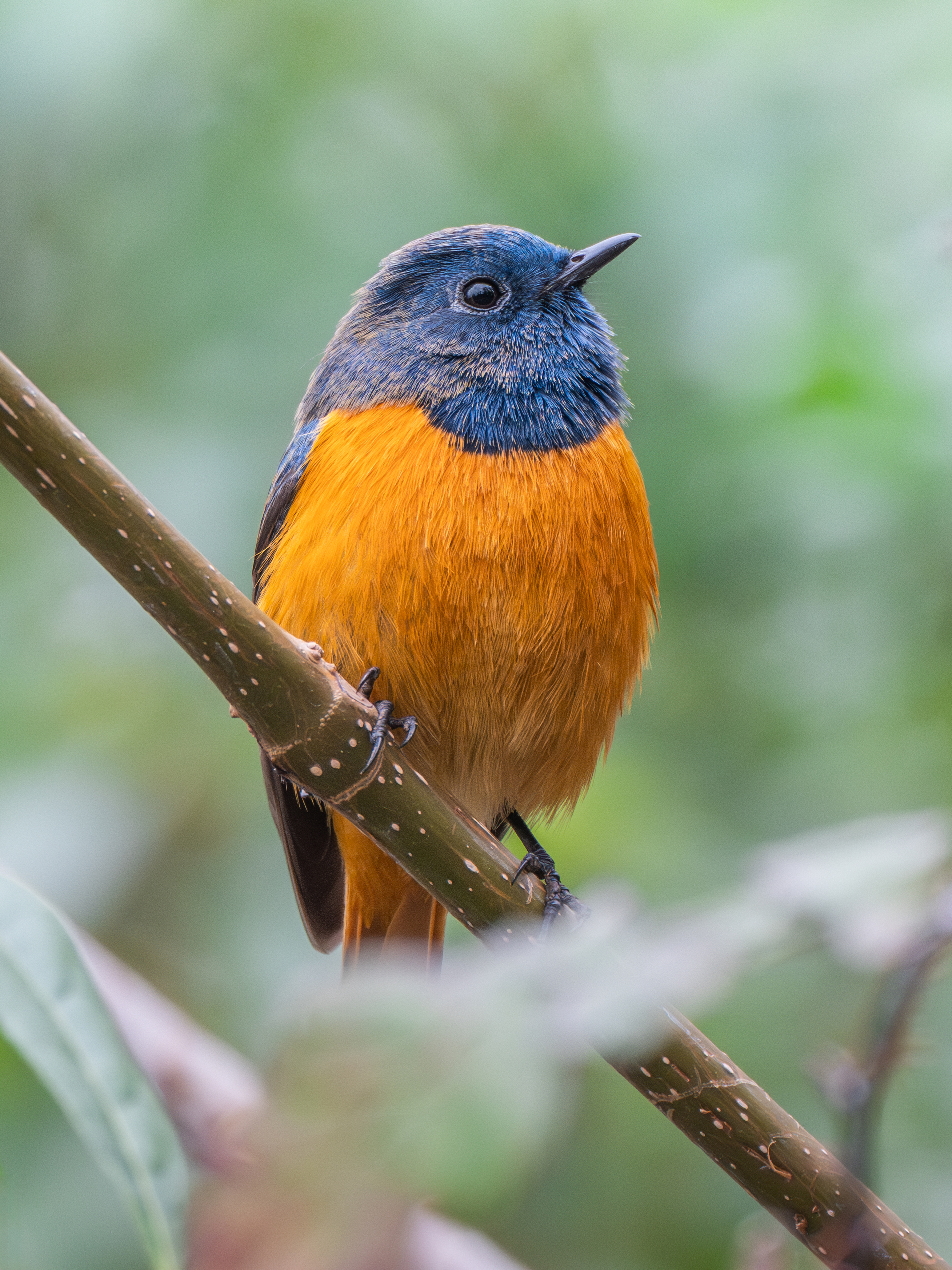 ��ʿGFX100 II �˺����֣��������֣�