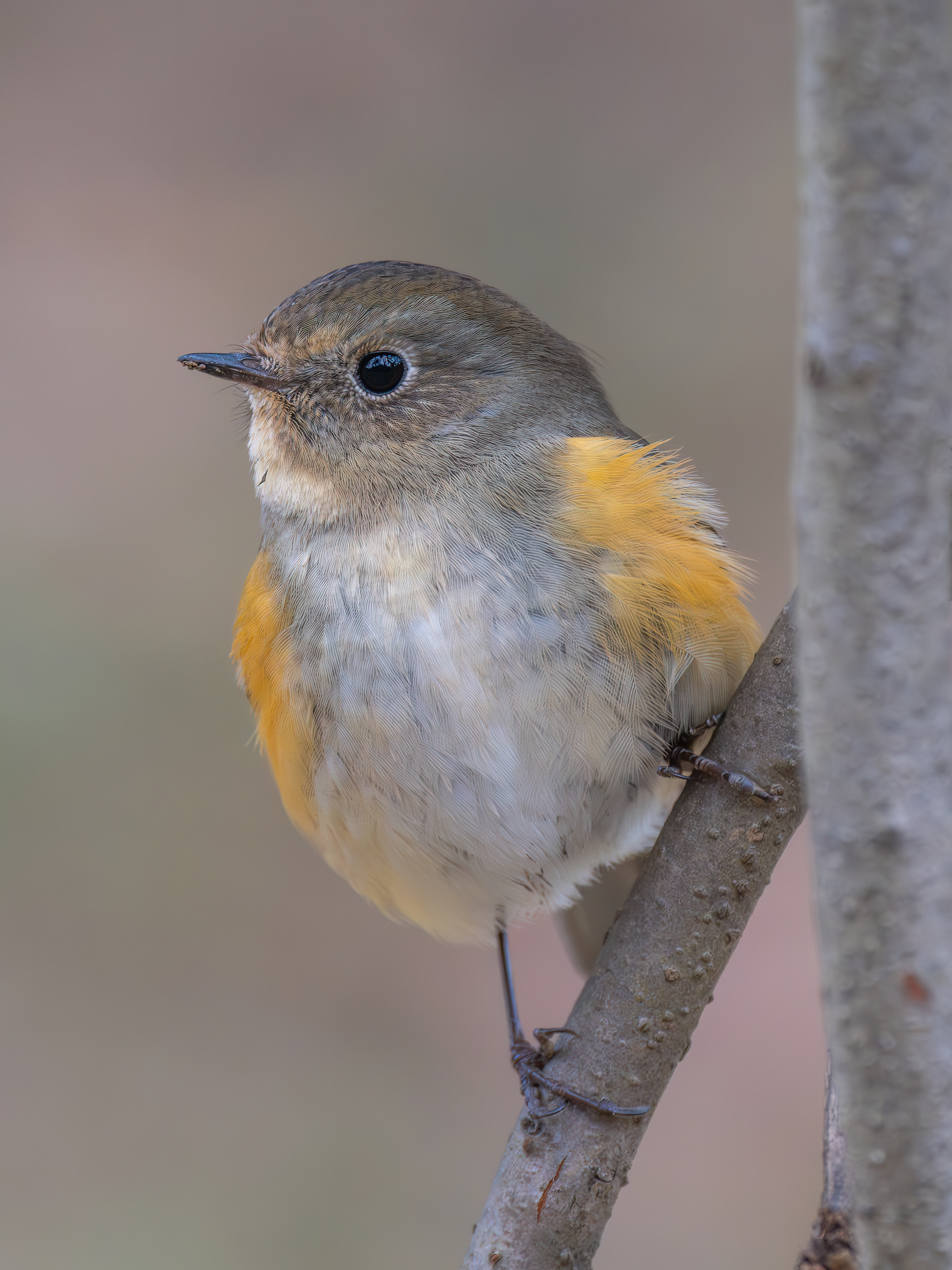 ��ʿGFX100 II �˺����֣��������֣�