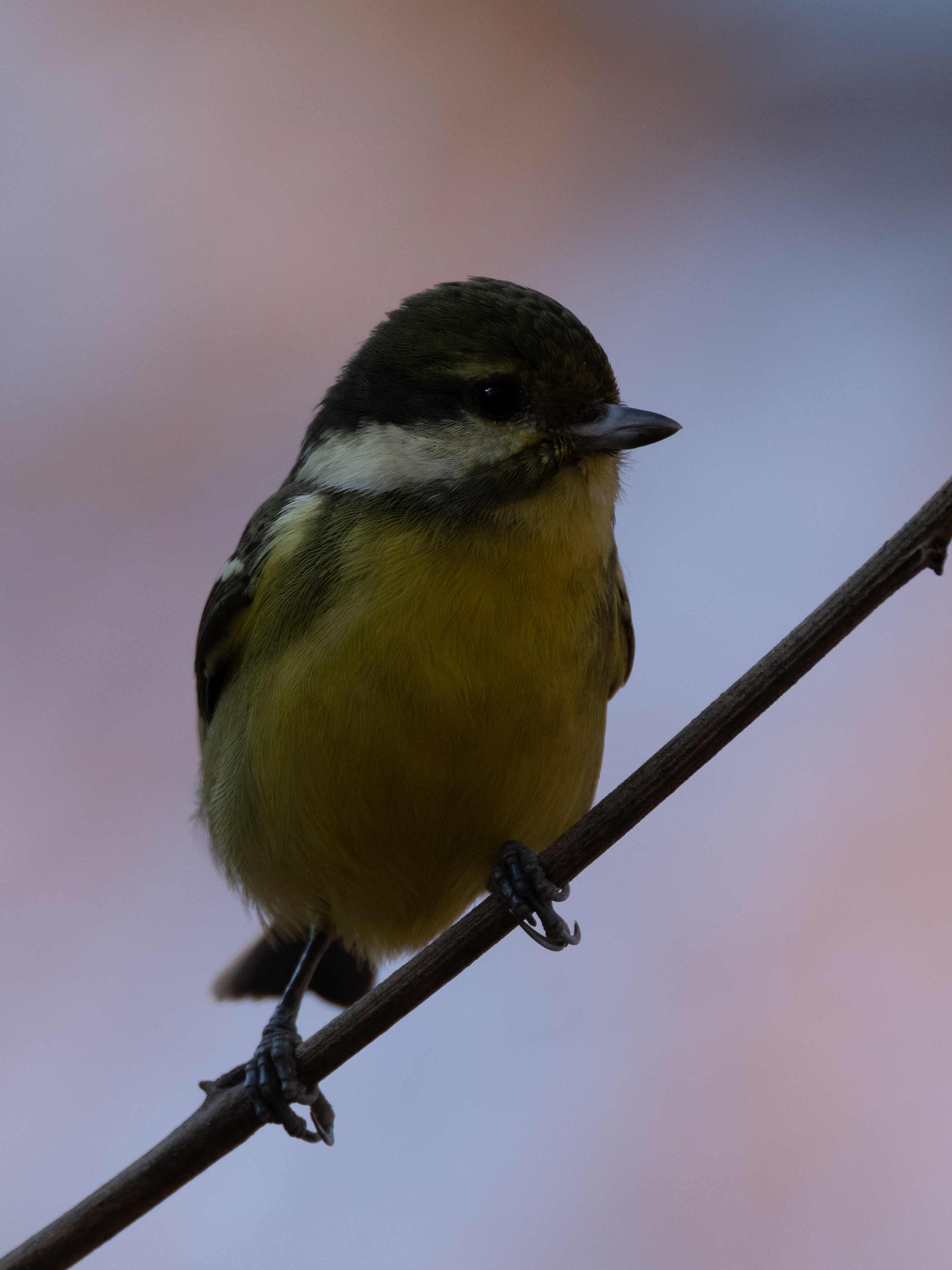 ��ʿGFX100 II �˺����֣��������֣�