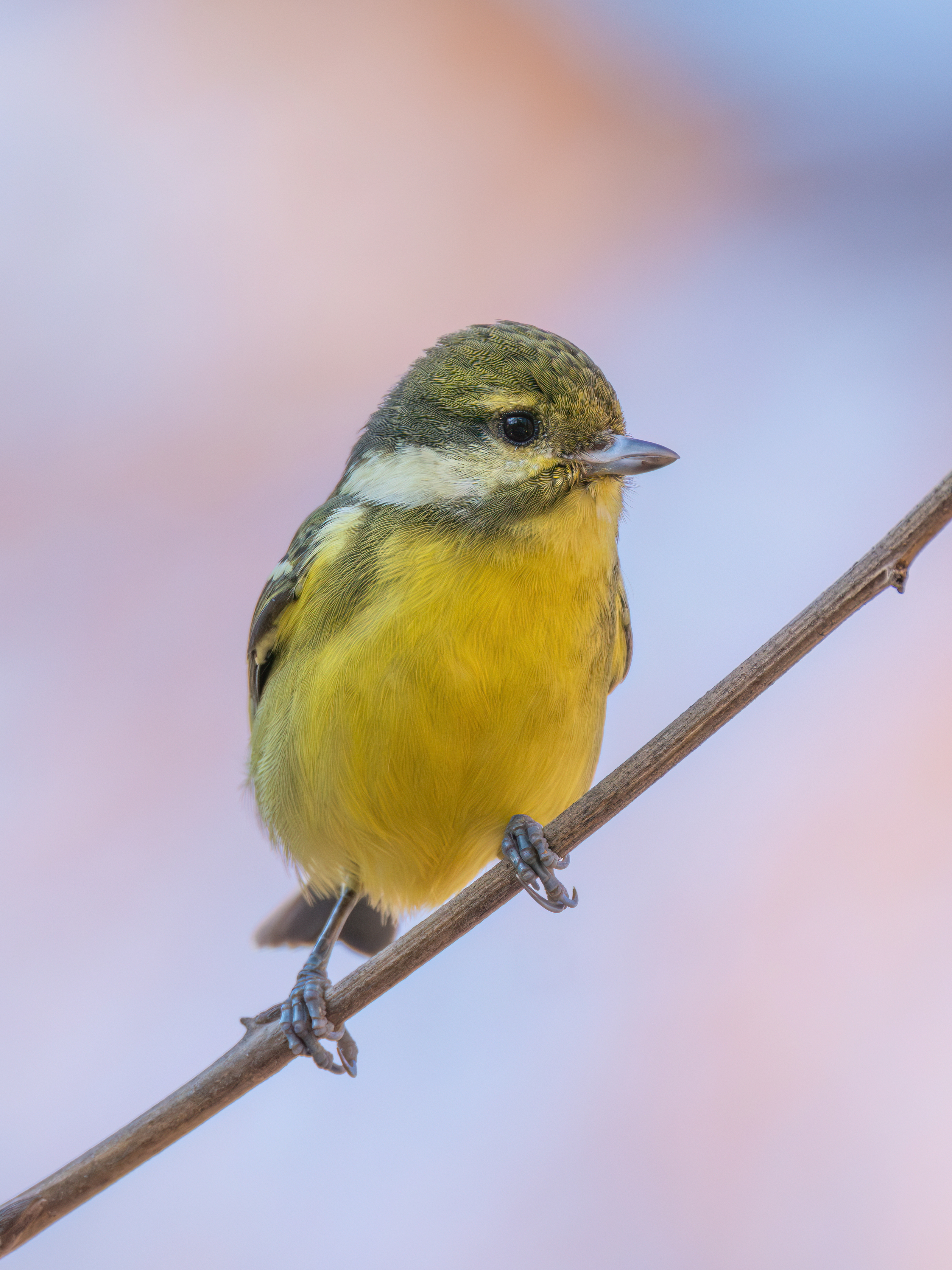 ��ʿGFX100 II �˺����֣��������֣�