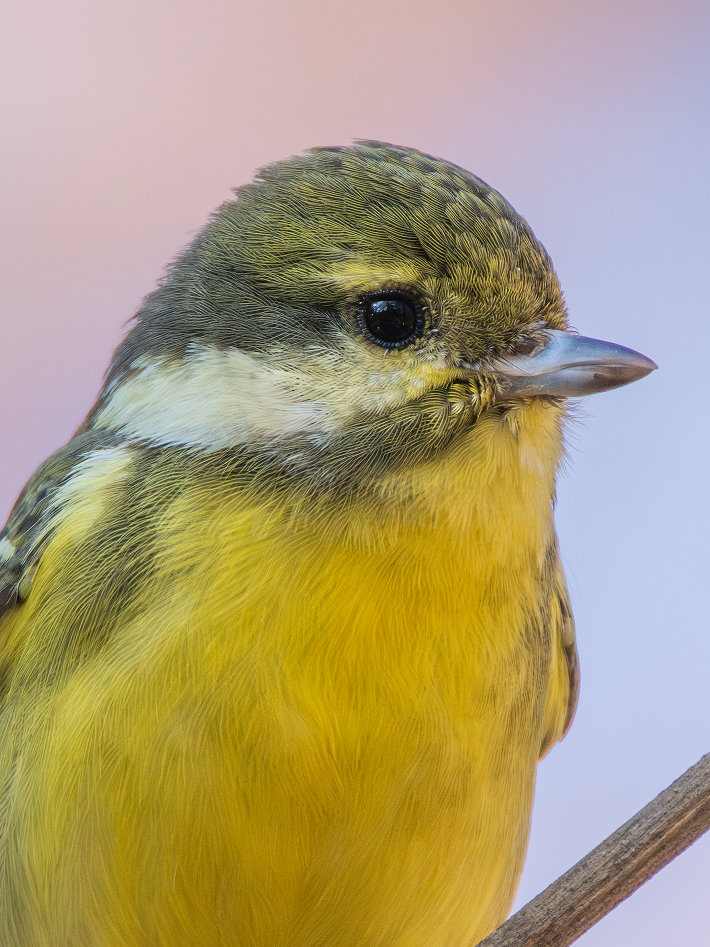 ��ʿGFX100 II �˺����֣��������֣�