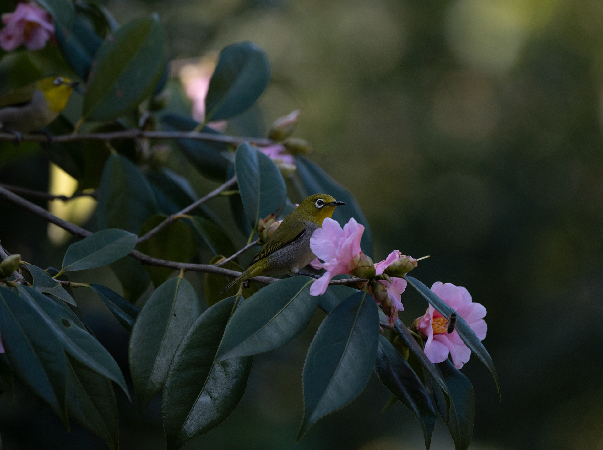 ��ʿGFX100 II �˺����֣��������֣�