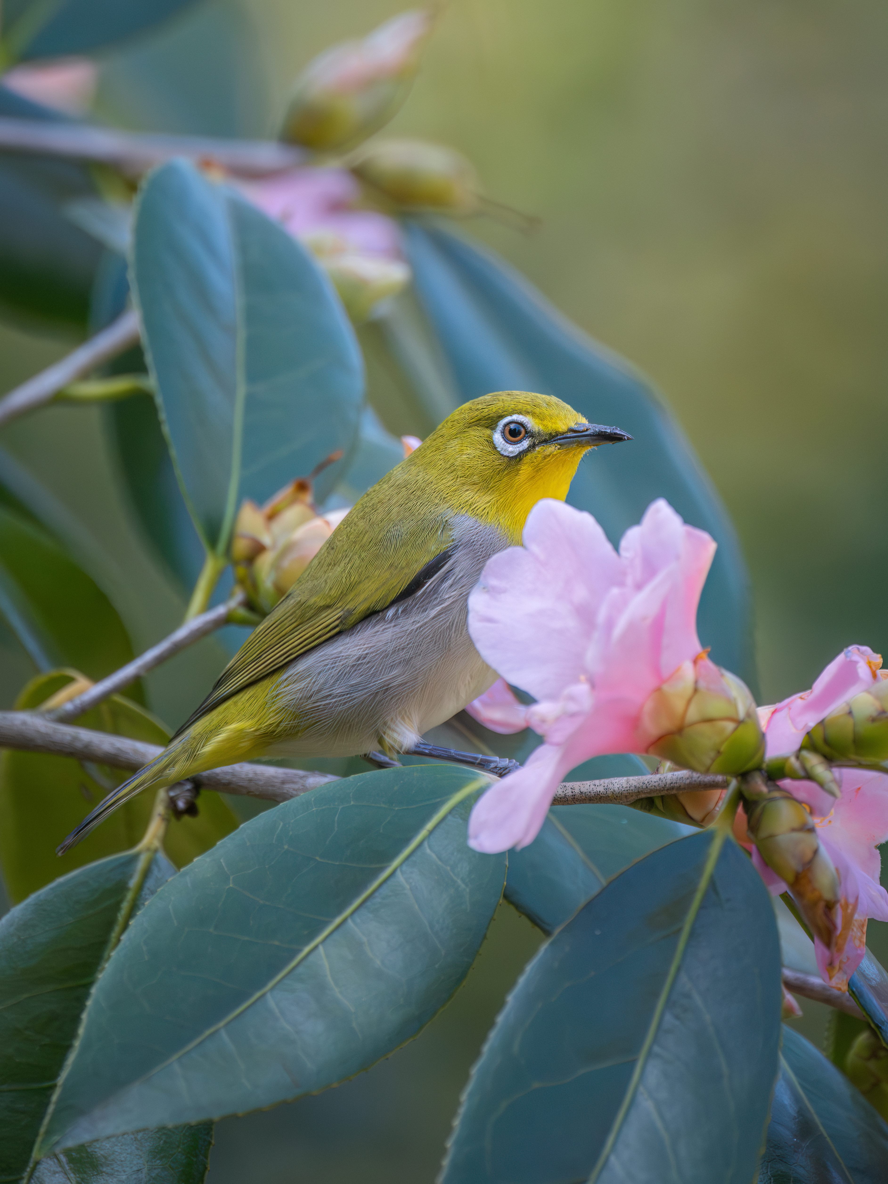 ��ʿGFX100 II �˺����֣��������֣�