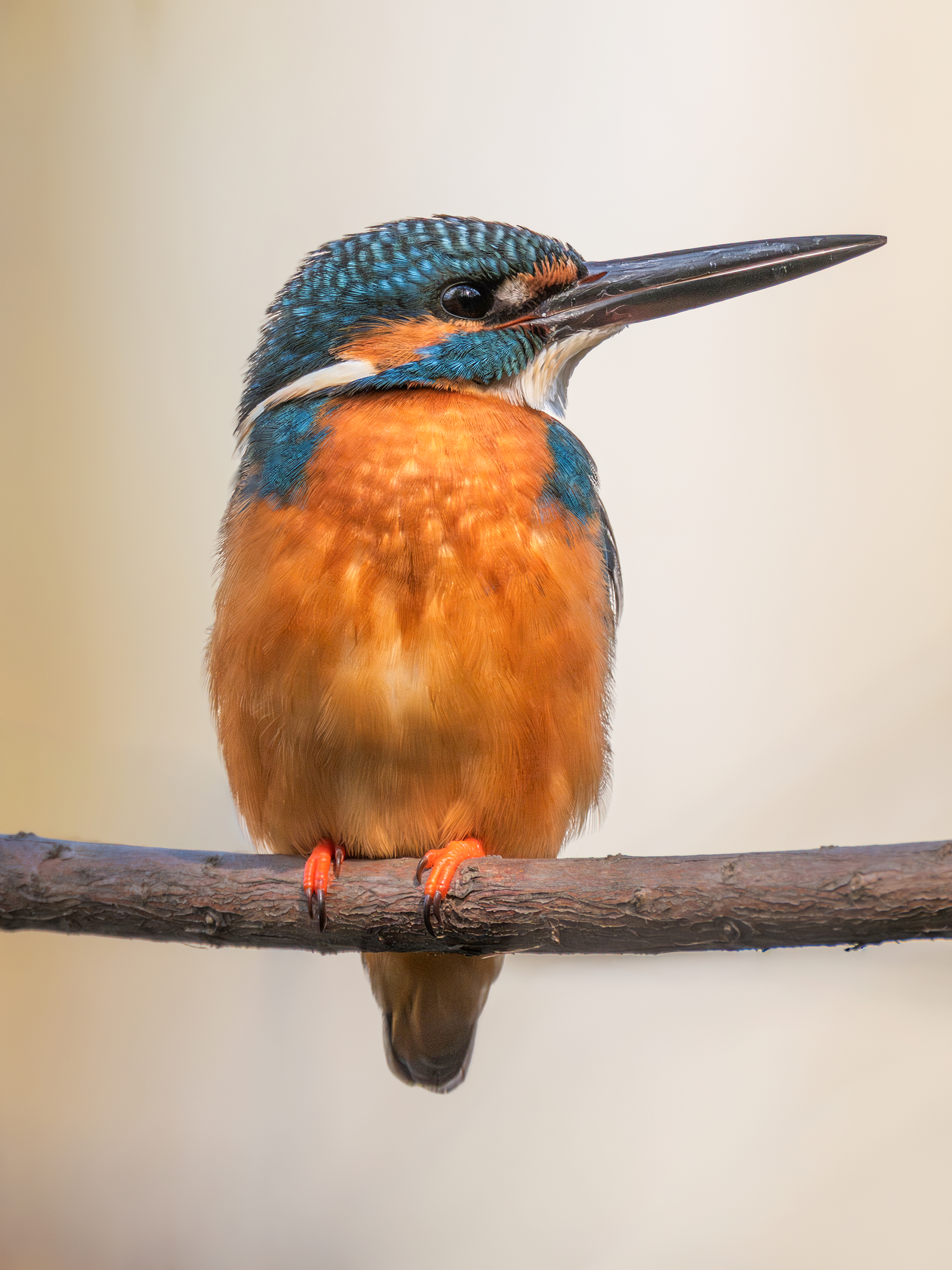 ��ʿGFX100 II �˺����֣��������֣�