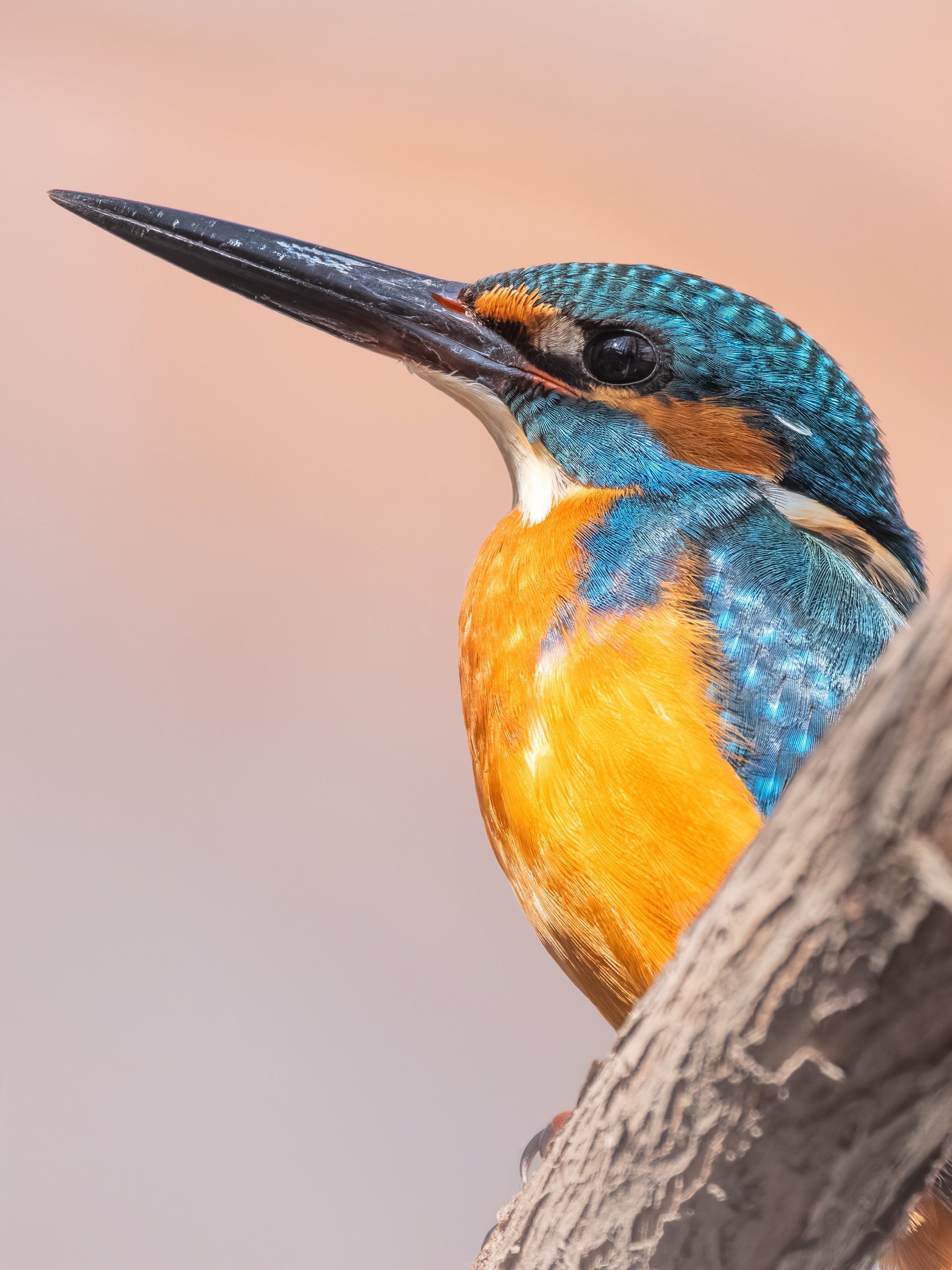 ��ʿGFX100 II �˺����֣��������֣�