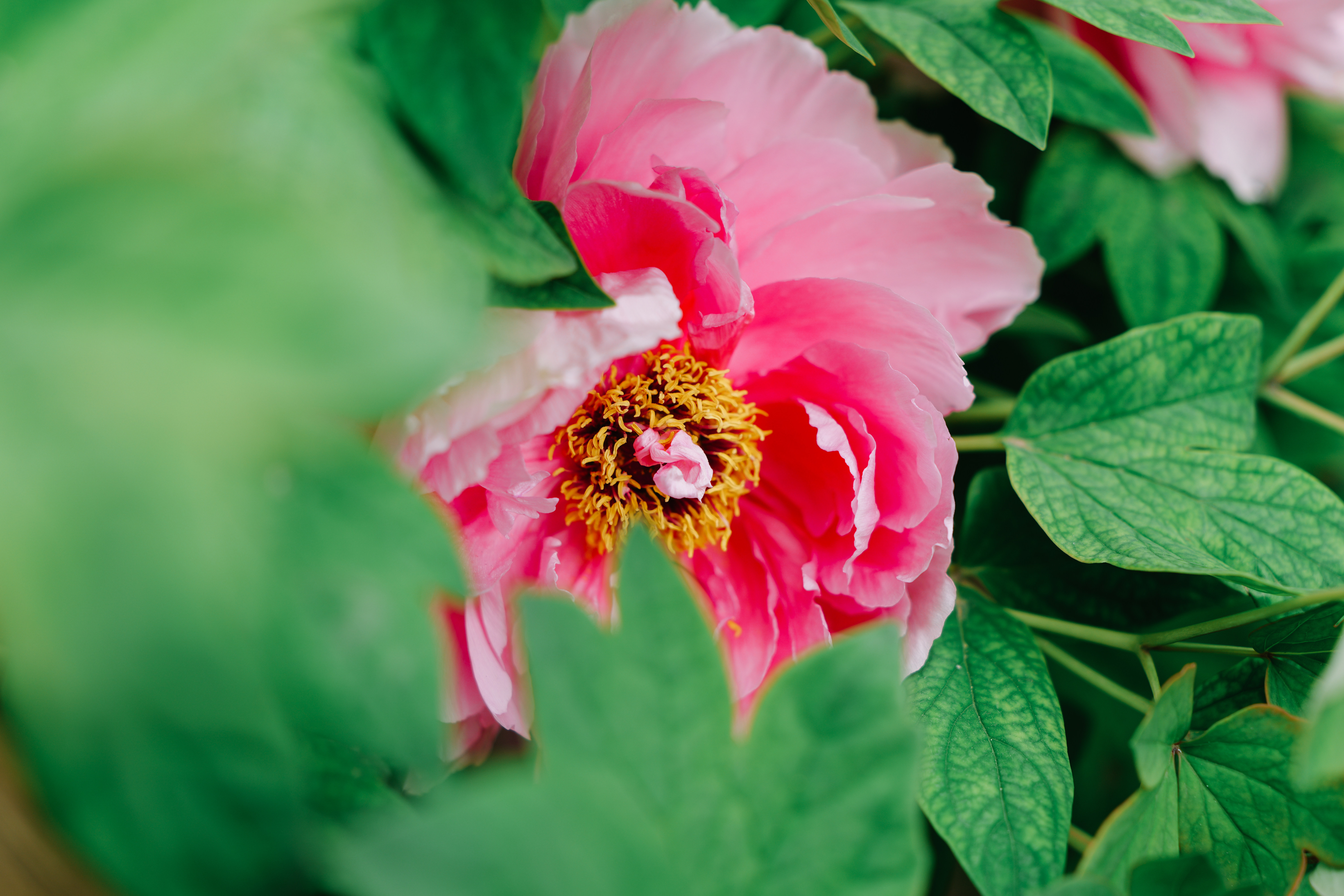 LUMIX S 24-60mm F2.8