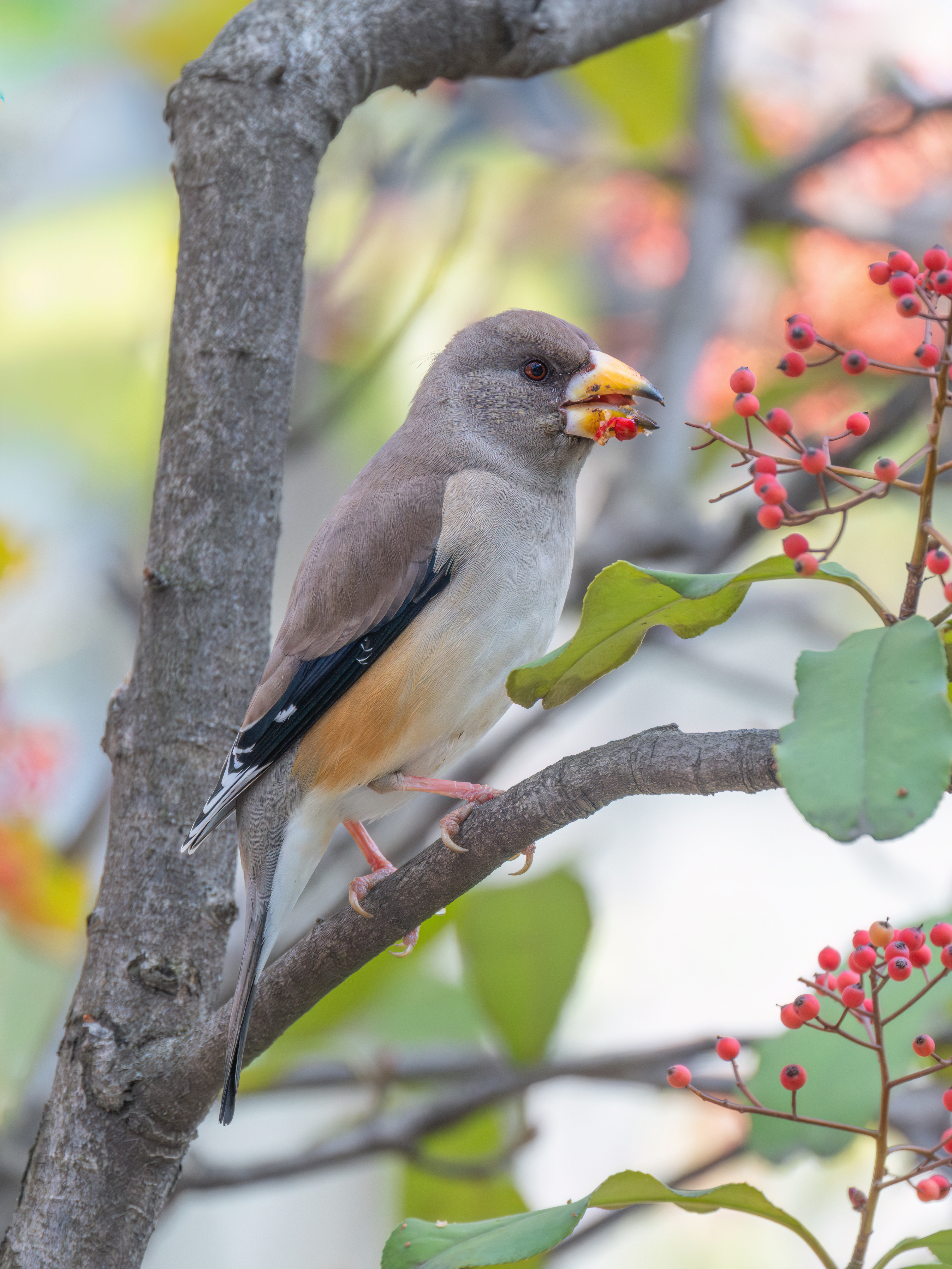 ��ʿGFX100 II �˺����֣��������֣�