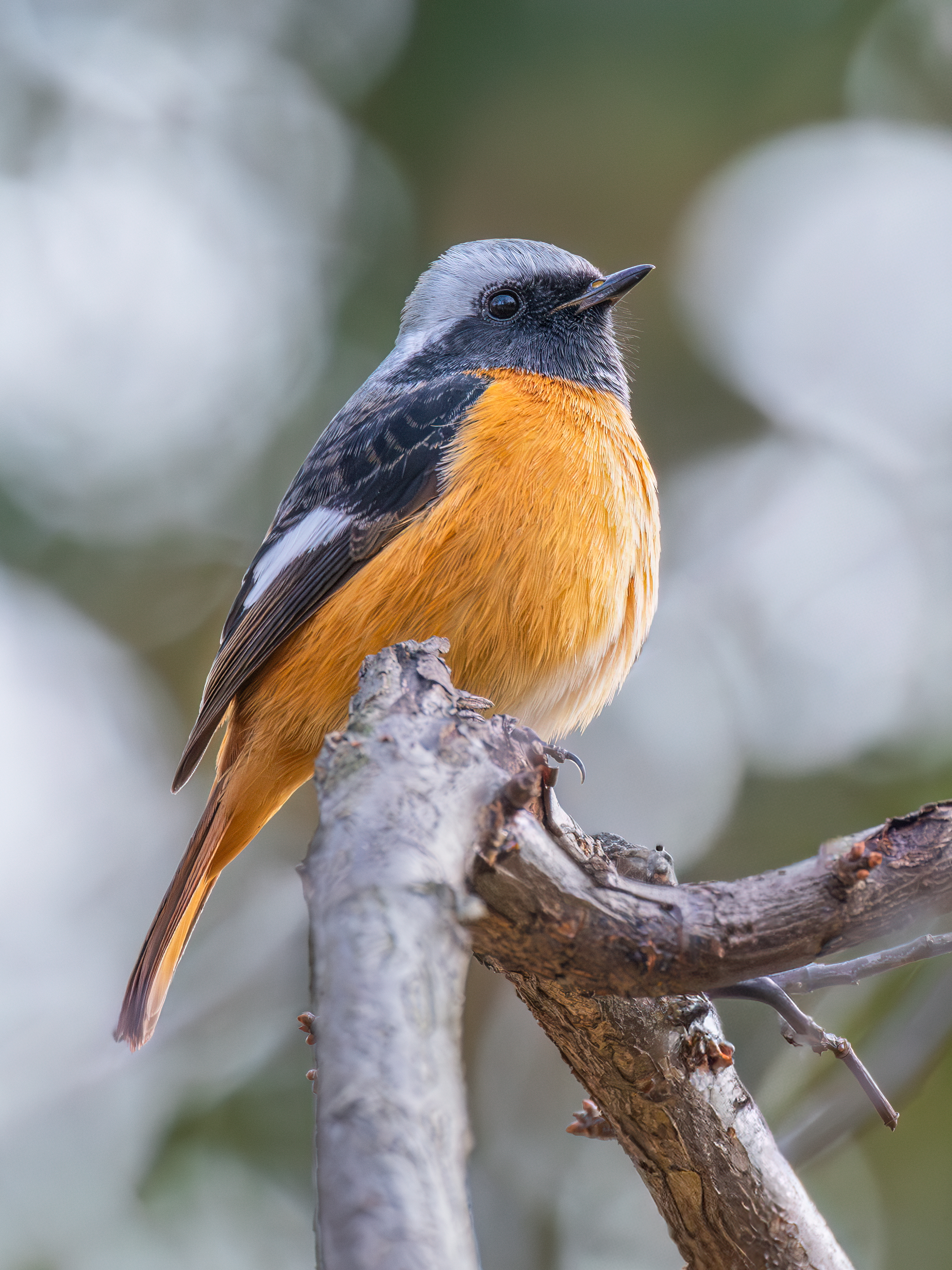 ��ʿGFX100 II �˺����֣��������֣�