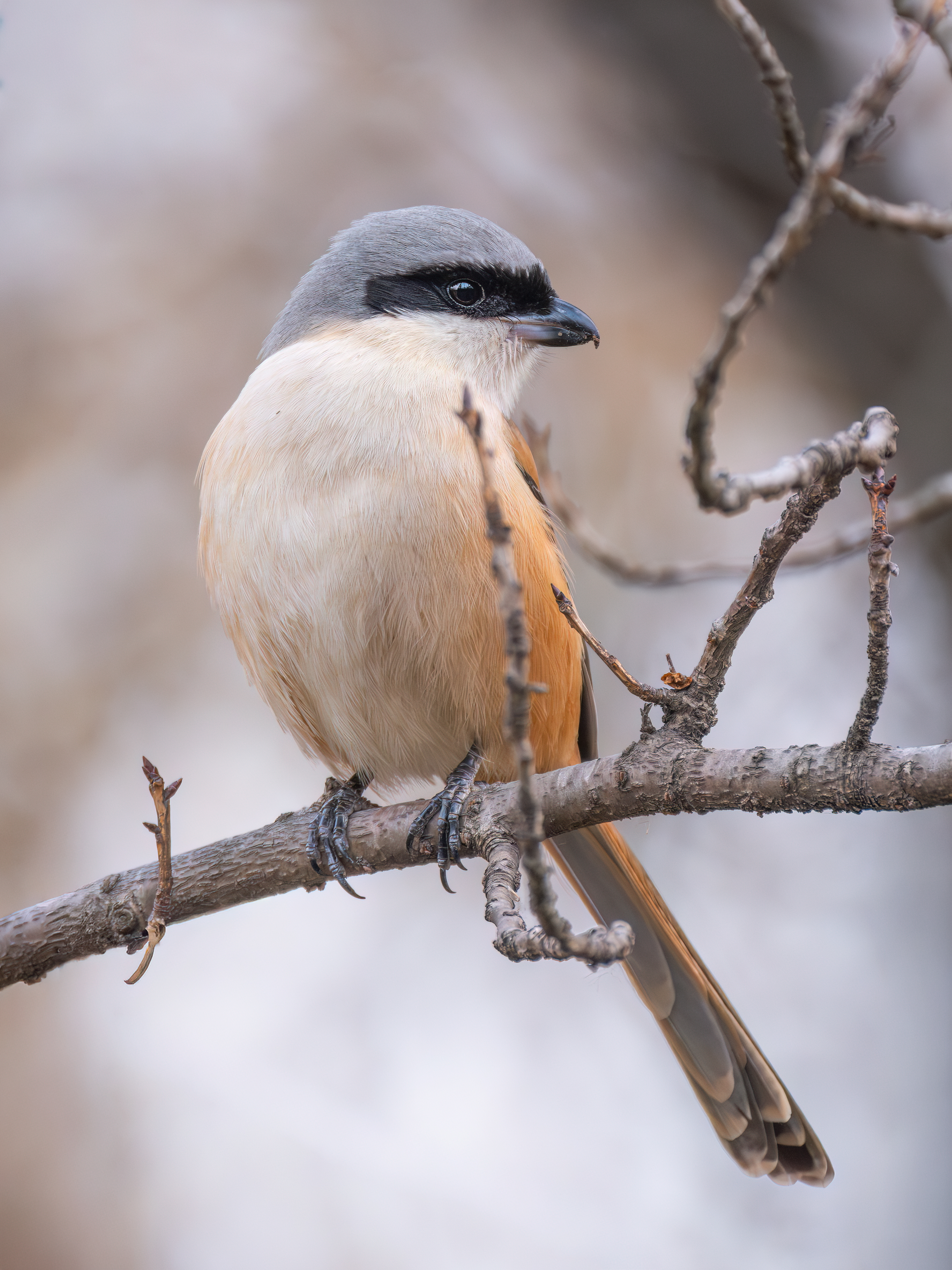 ��ʿGFX100 II �˺����֣��������֣�