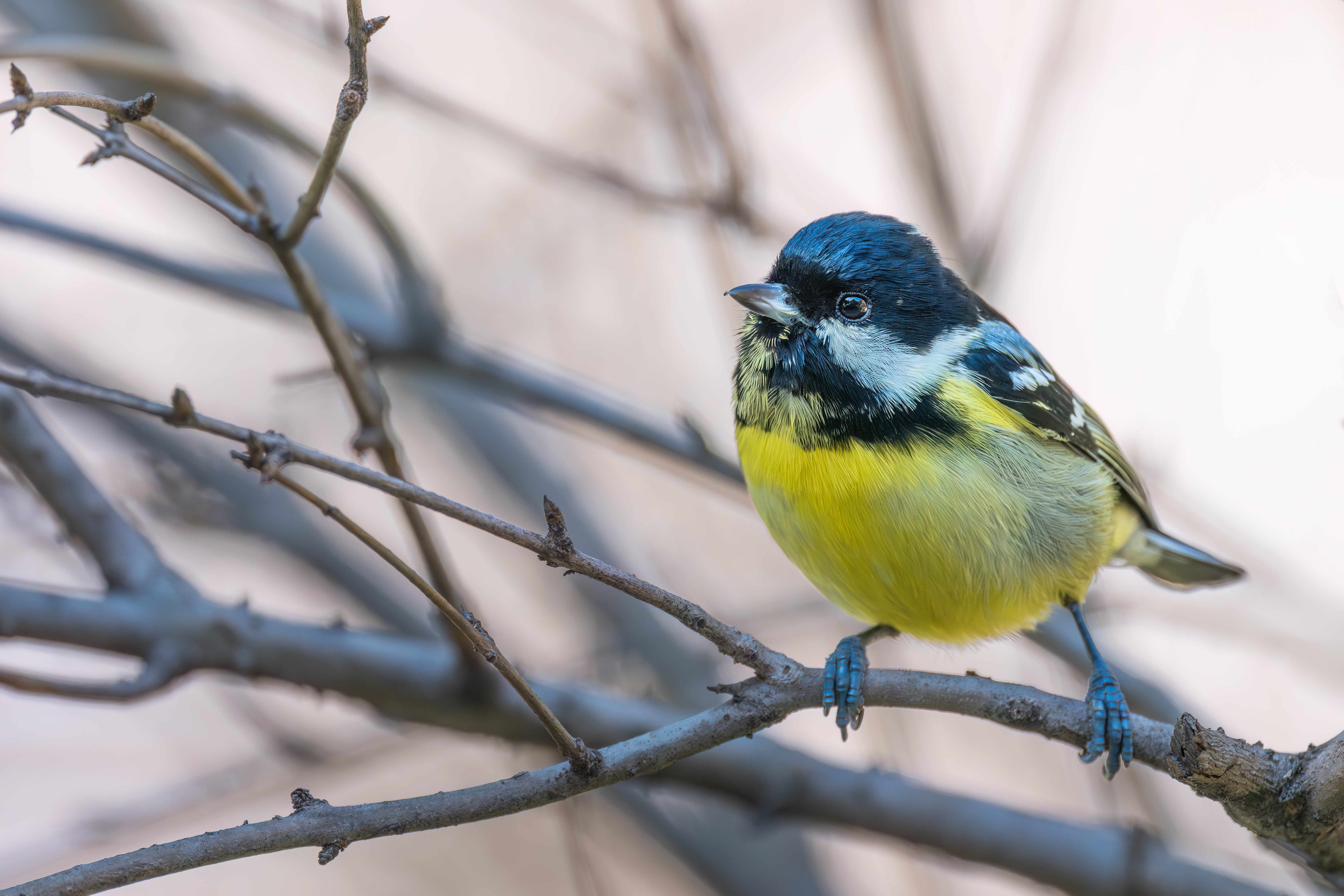 ��ʿGFX100 II �˺����֣��������֣�