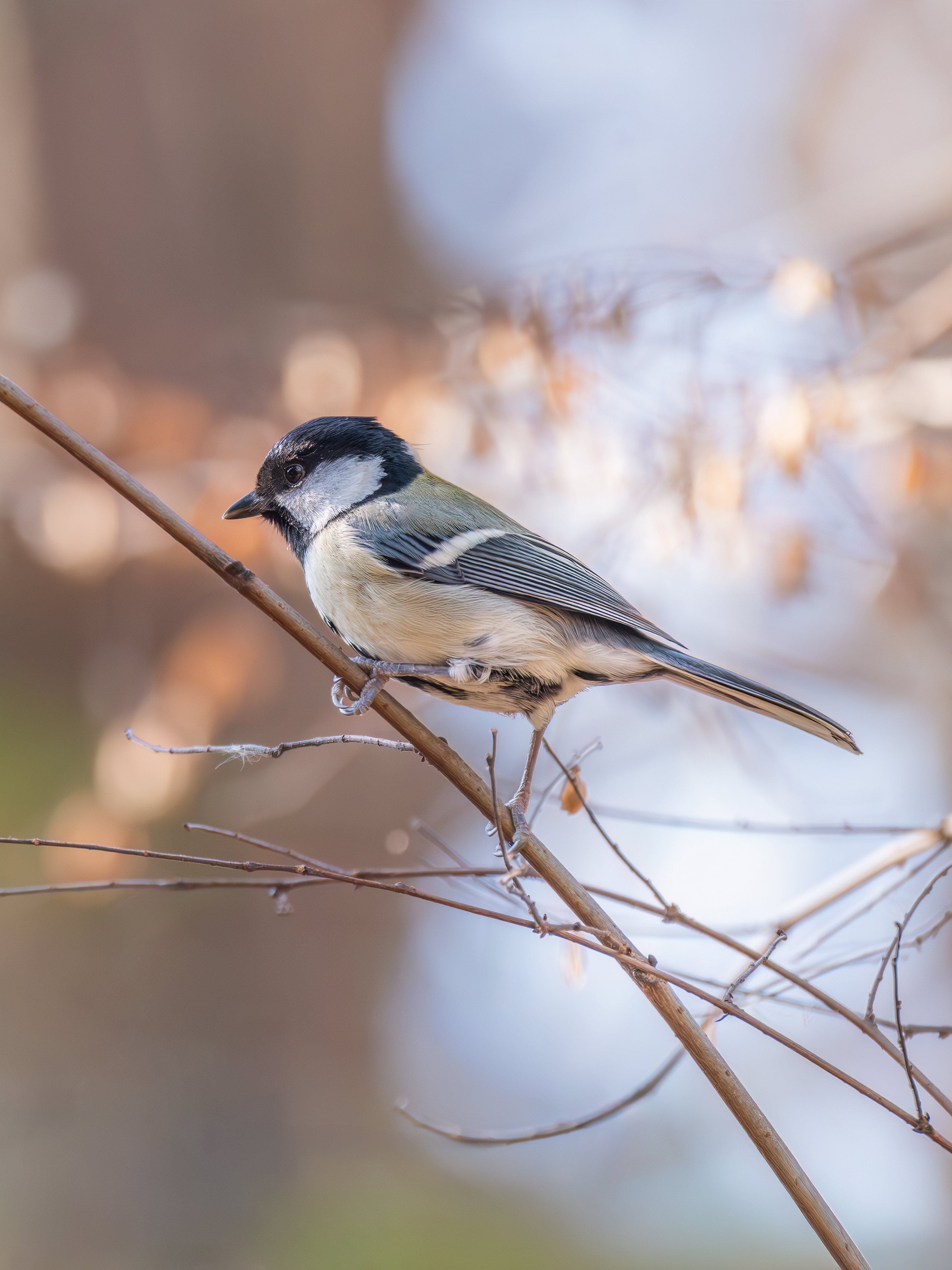 ��ʿGFX100 II �˺����֣��������֣�