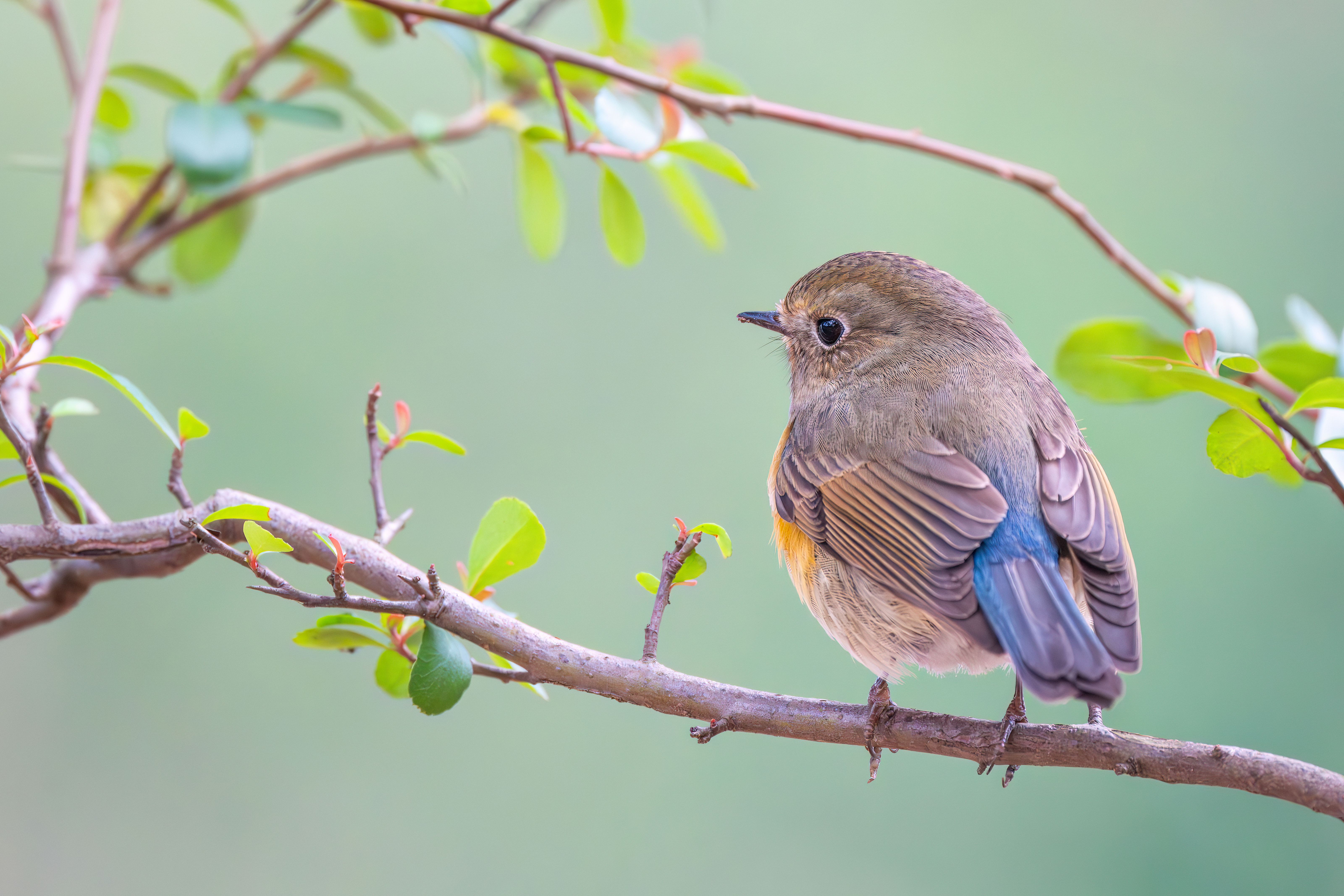 ��ʿGFX100 II �˺����֣��������֣�