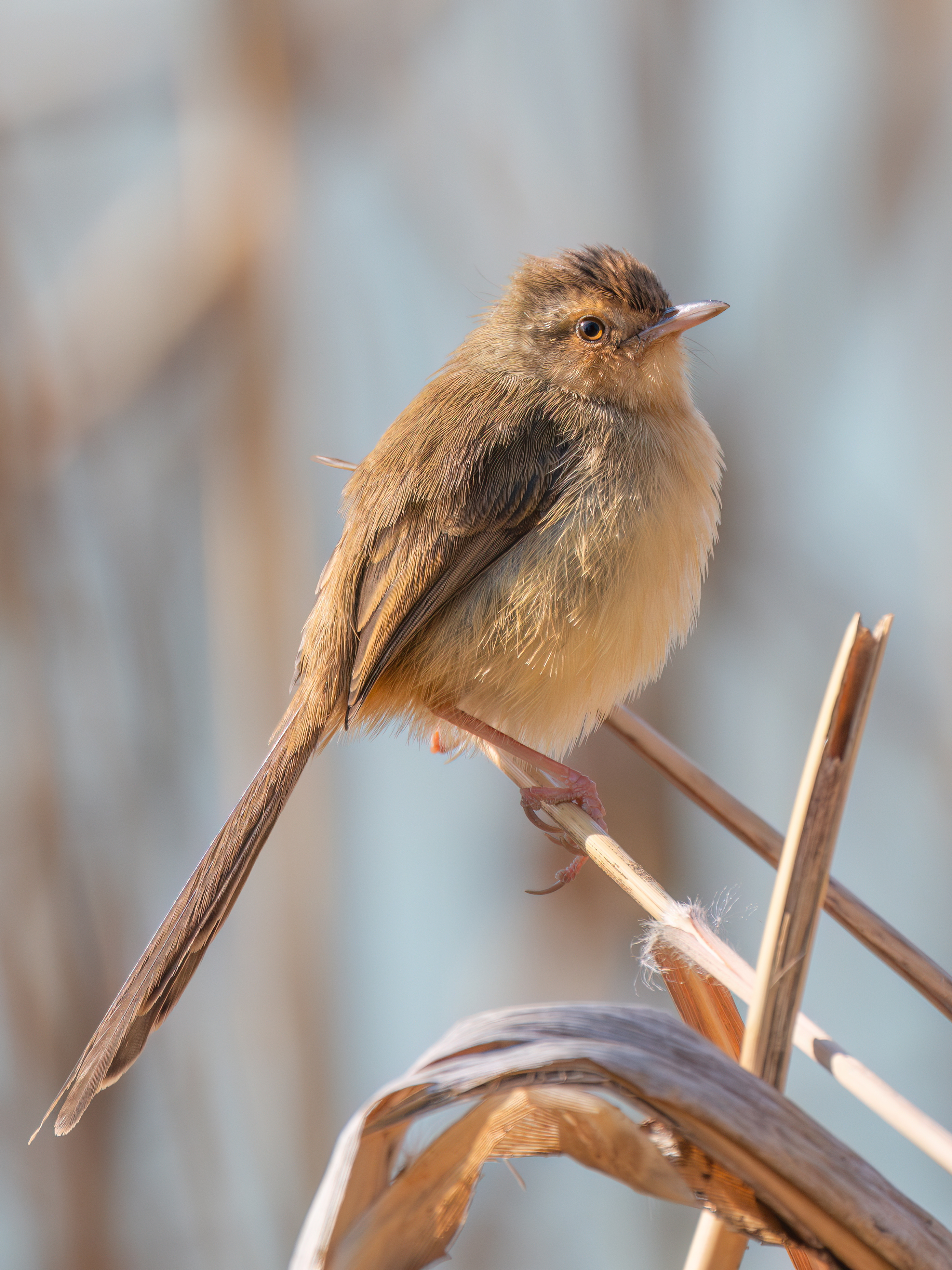 ��ʿGFX100 II �˺����֣��������֣�