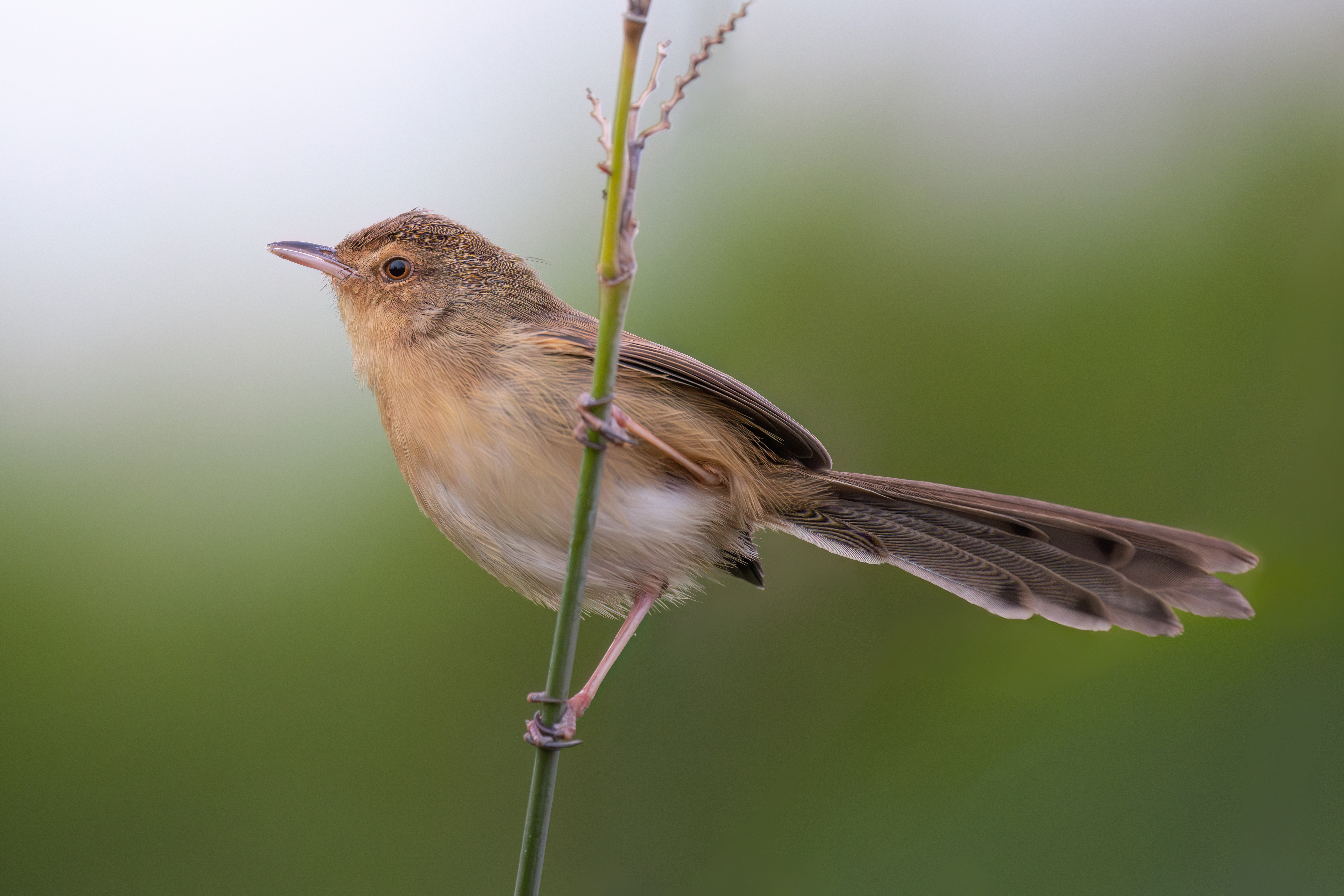 ��ʿGFX100 II �˺����֣��������֣�