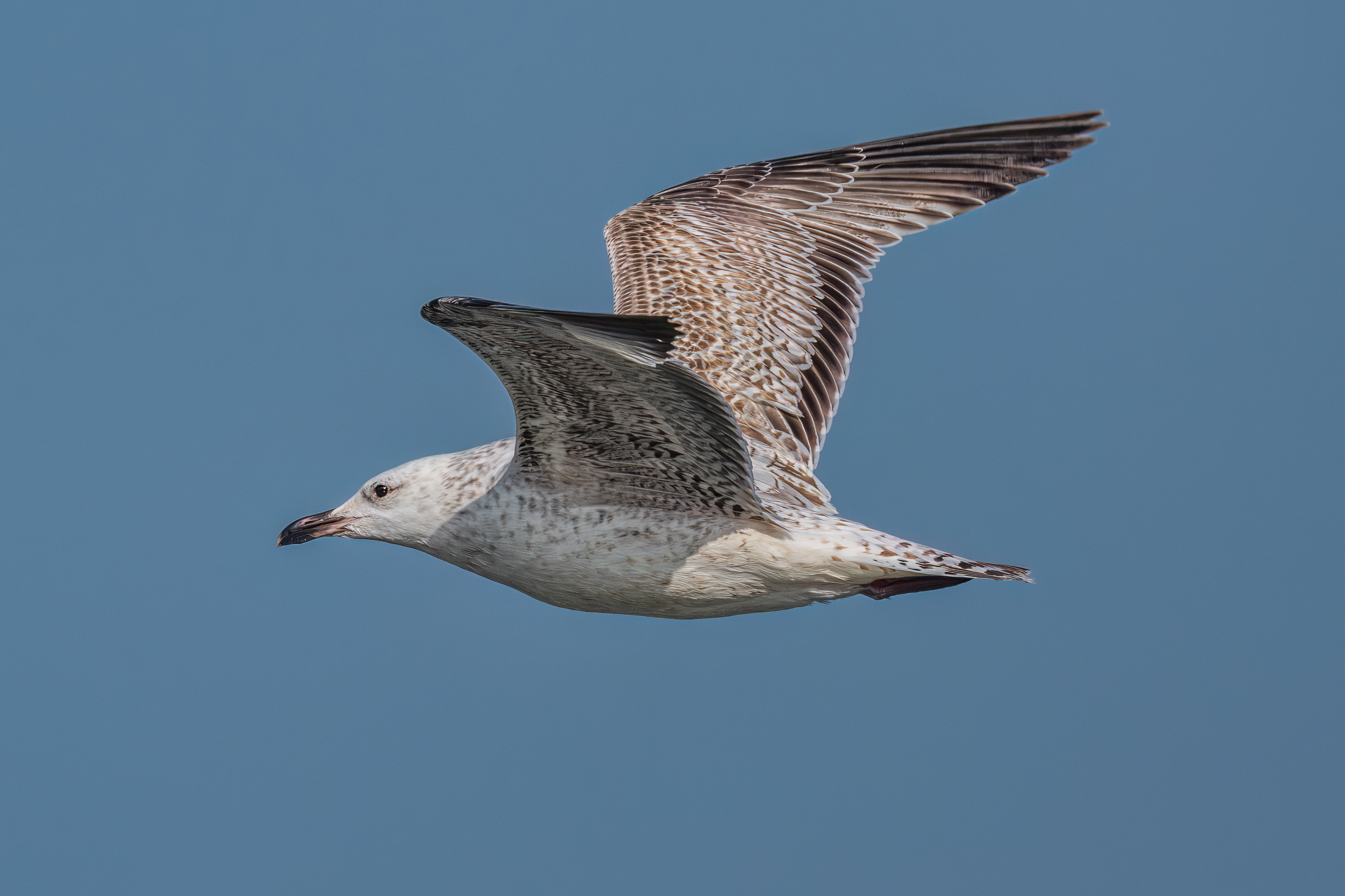 ��ʿGFX100 II �˺����֣��������֣�