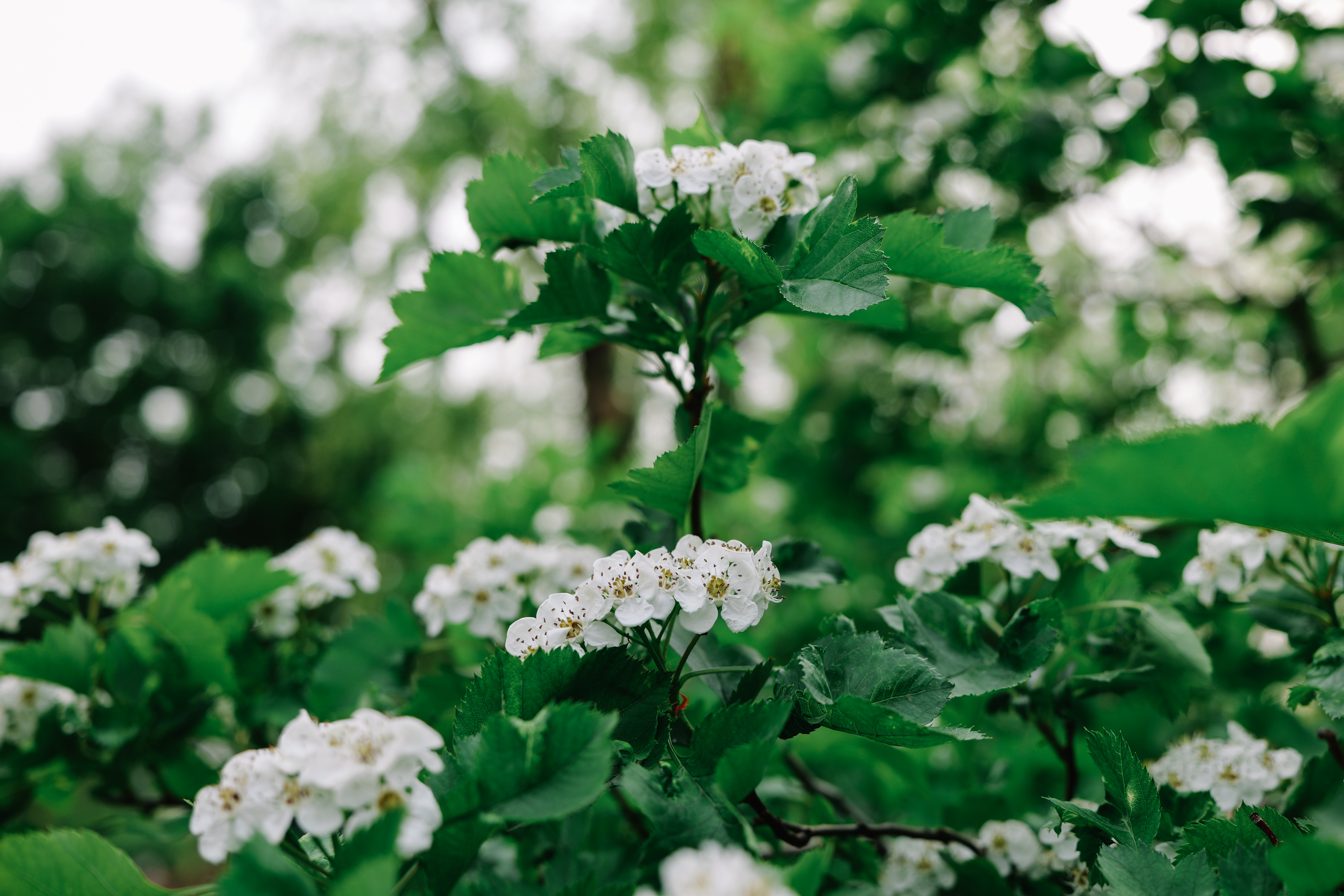 LUMIX S 24-60mm F2.8