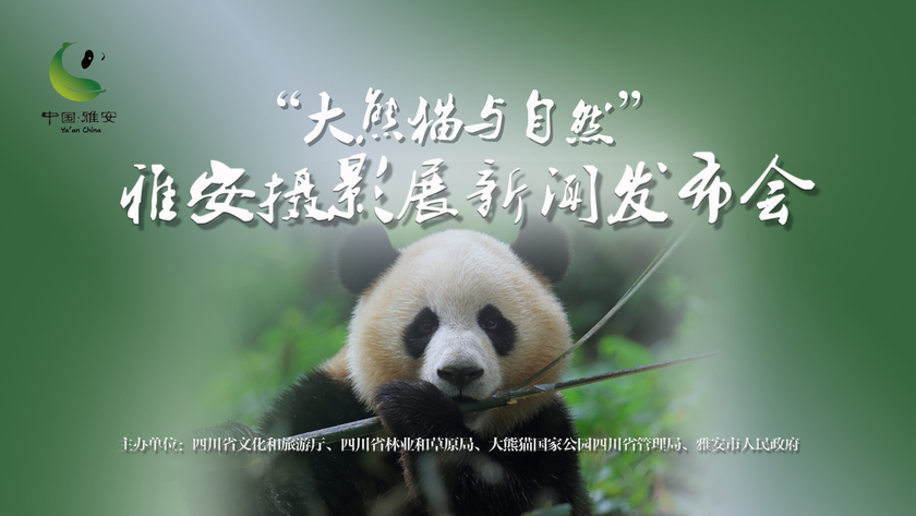 “大熊猫与自然”雅安摄影展 在线新闻发布会