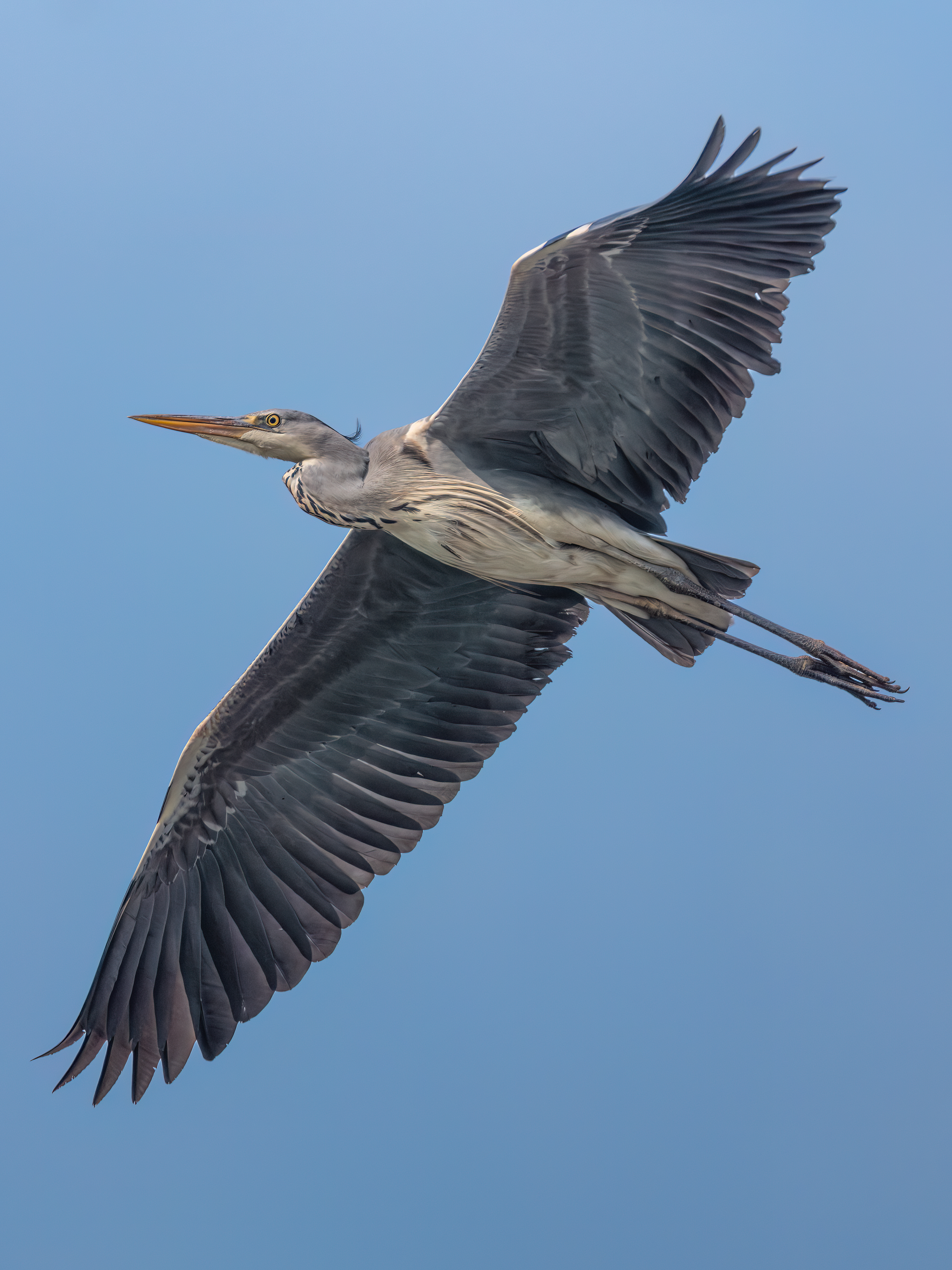 ��ʿGFX100 II �˺����֣��������֣�