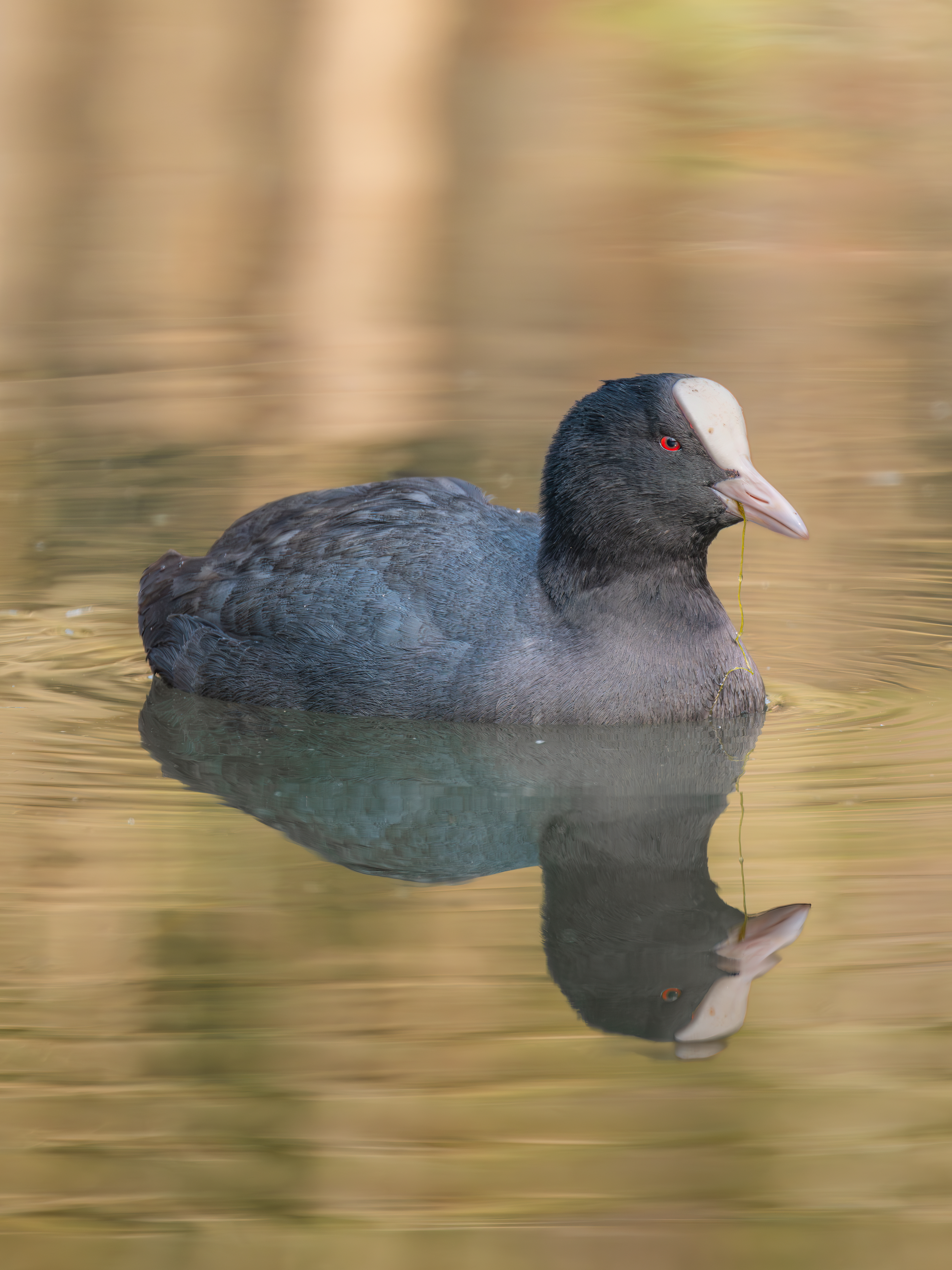 ��ʿGFX100 II �˺����֣��������֣�