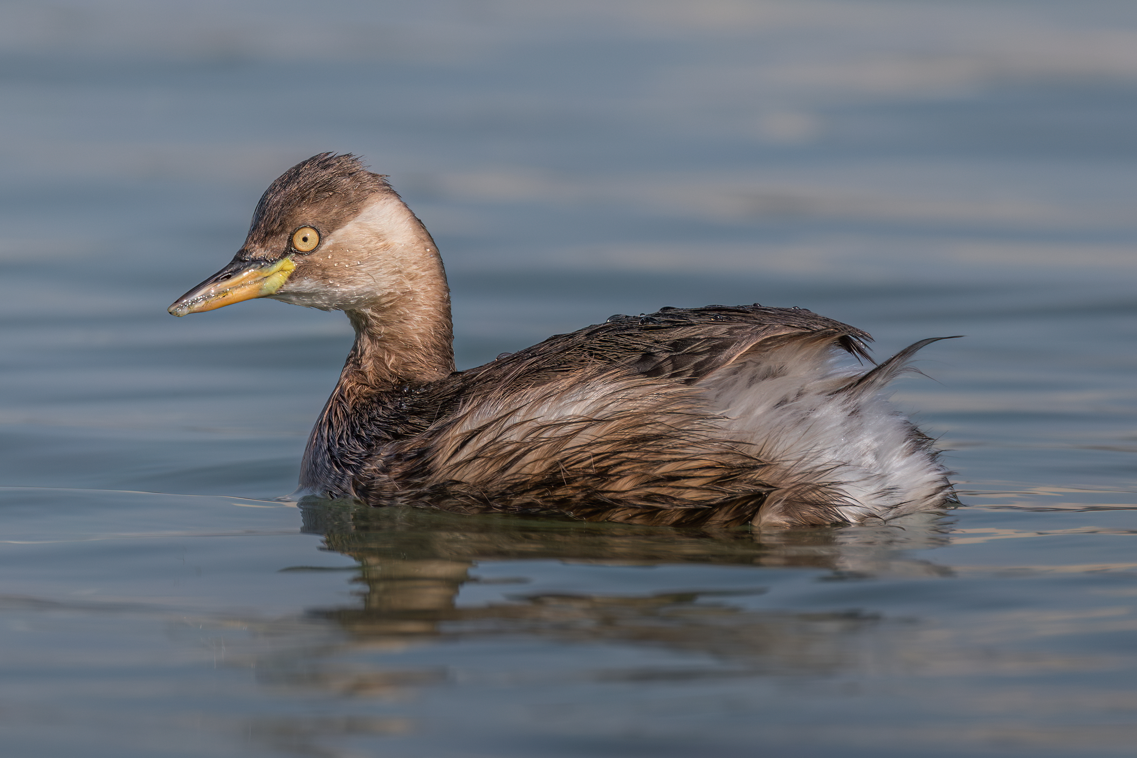 ��ʿGFX100 II �˺����֣��������֣�