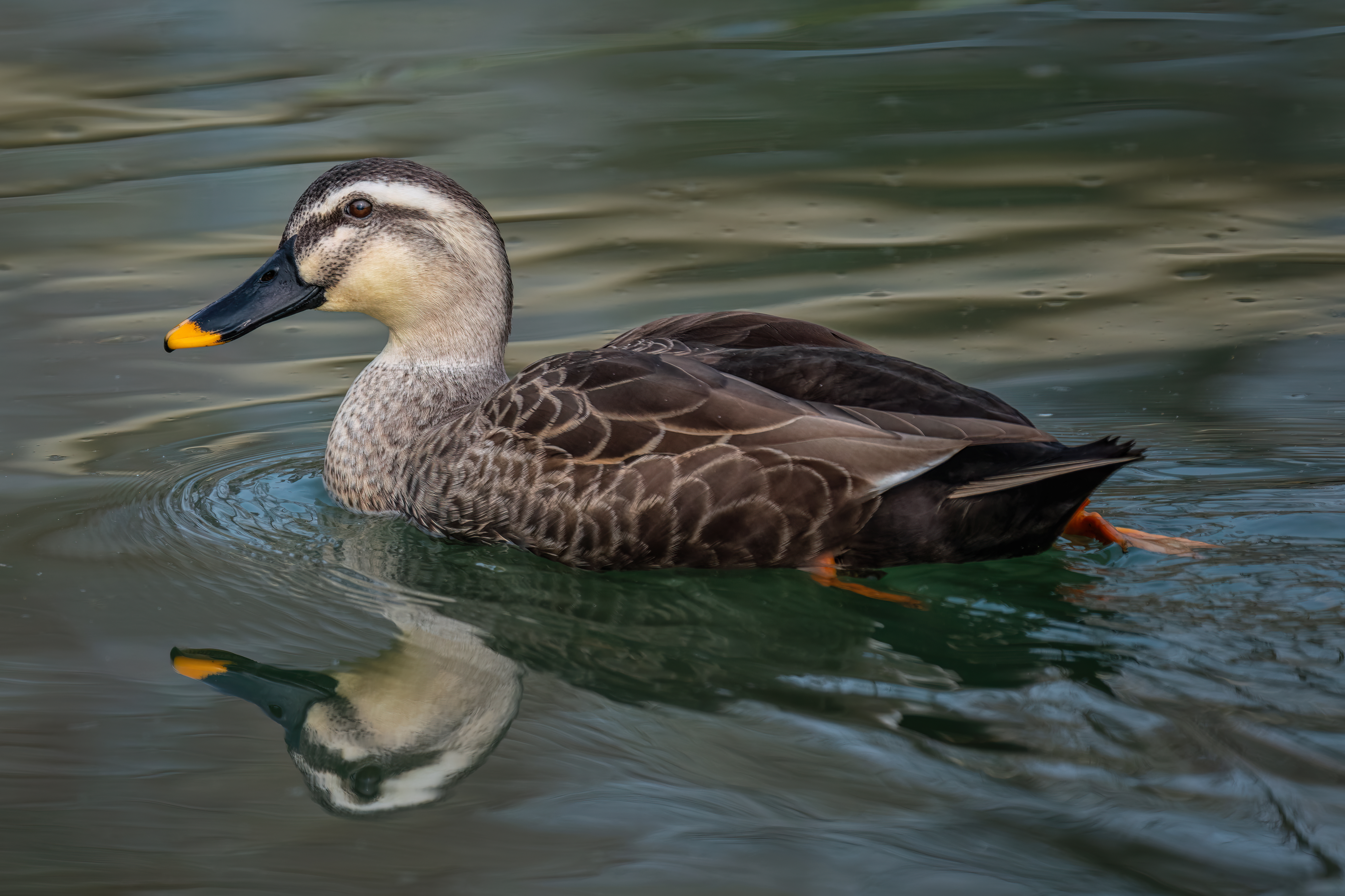 ��ʿGFX100 II �˺����֣��������֣�