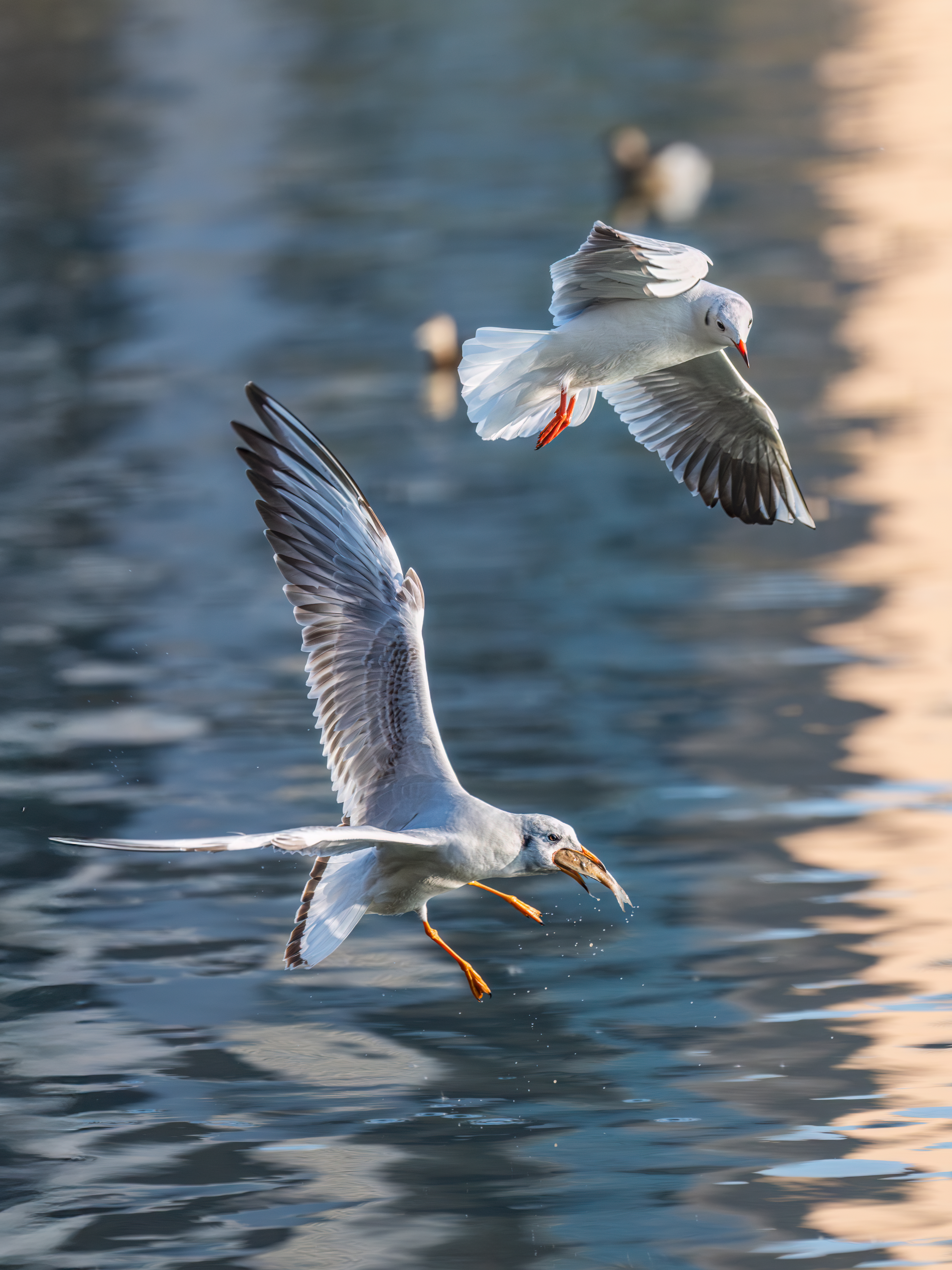 ��ʿGFX100 II �˺����֣��������֣�