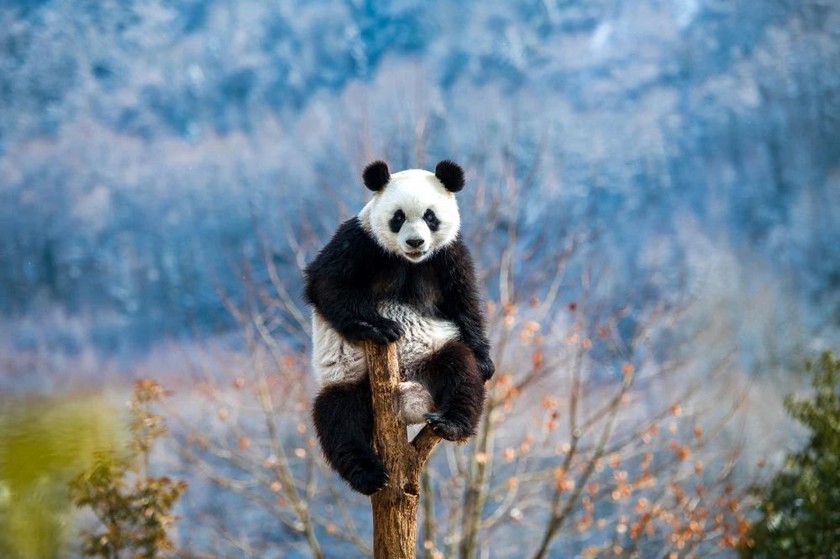 用影像讲述雅安绿色发展的故事 | “大熊猫与自然”雅安摄影展启动