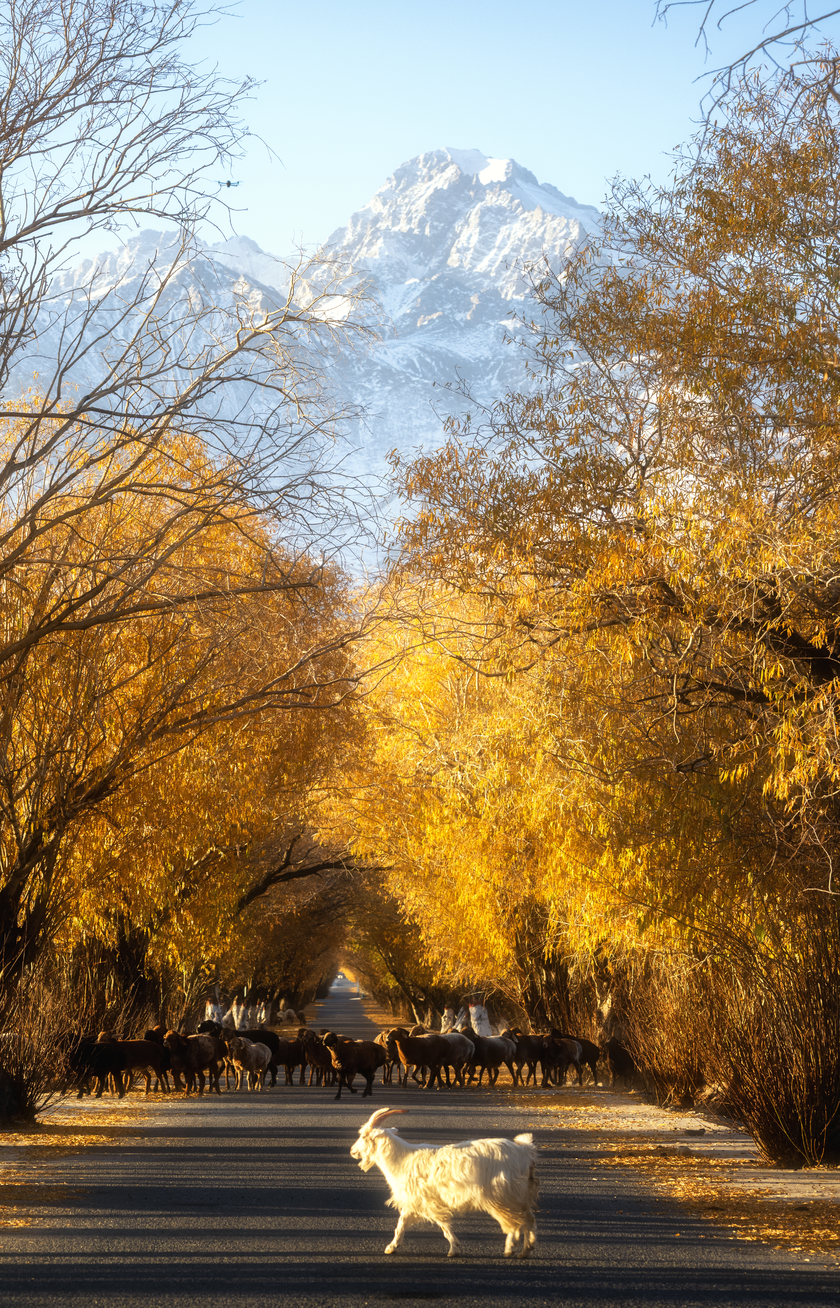 南疆寻秋--以亿级像素与16bit色深刻画南疆的雪山、沙漠与胡杨 南疆寻秋--以亿级像素与16bit色深刻画南疆的雪山、沙漠与胡杨