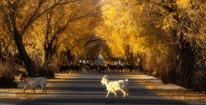 南疆寻秋--以亿级像素与16bit色深刻画南疆的雪山、沙漠与胡杨 南疆寻秋--以亿级像素与16bit色深刻画南疆的雪山、沙漠与胡杨