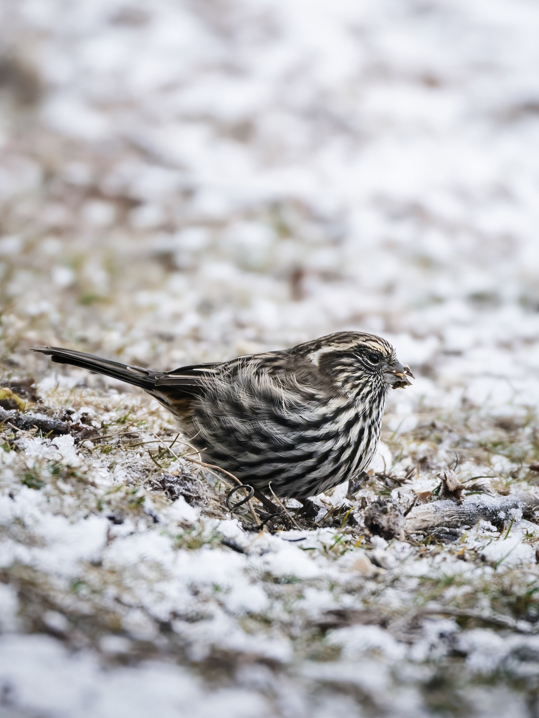 GFX100IIī���У����л���֮�ۣ���׽�ؾ���������