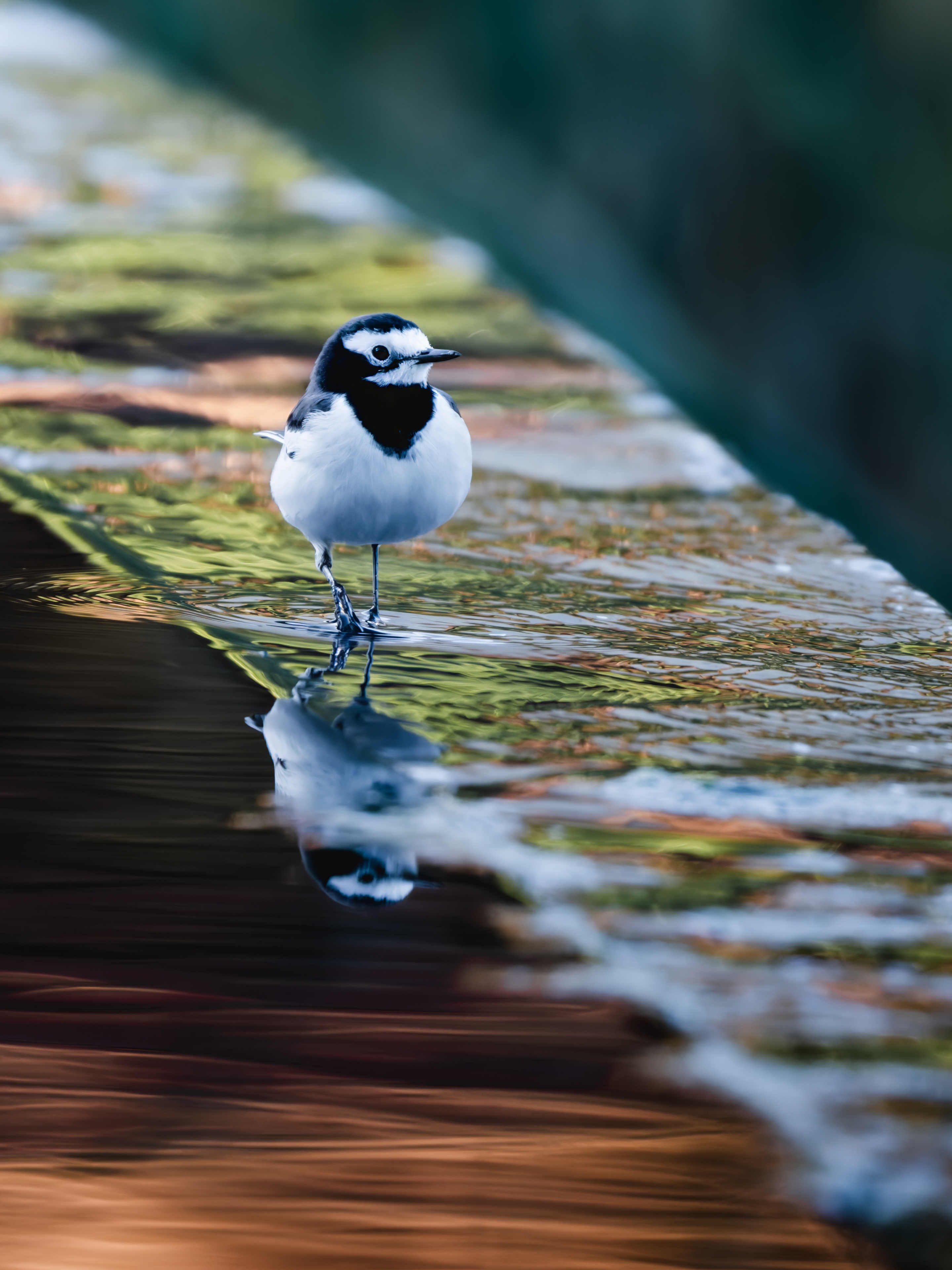 GFX100IIī���У����л���֮�ۣ���׽�ؾ���������